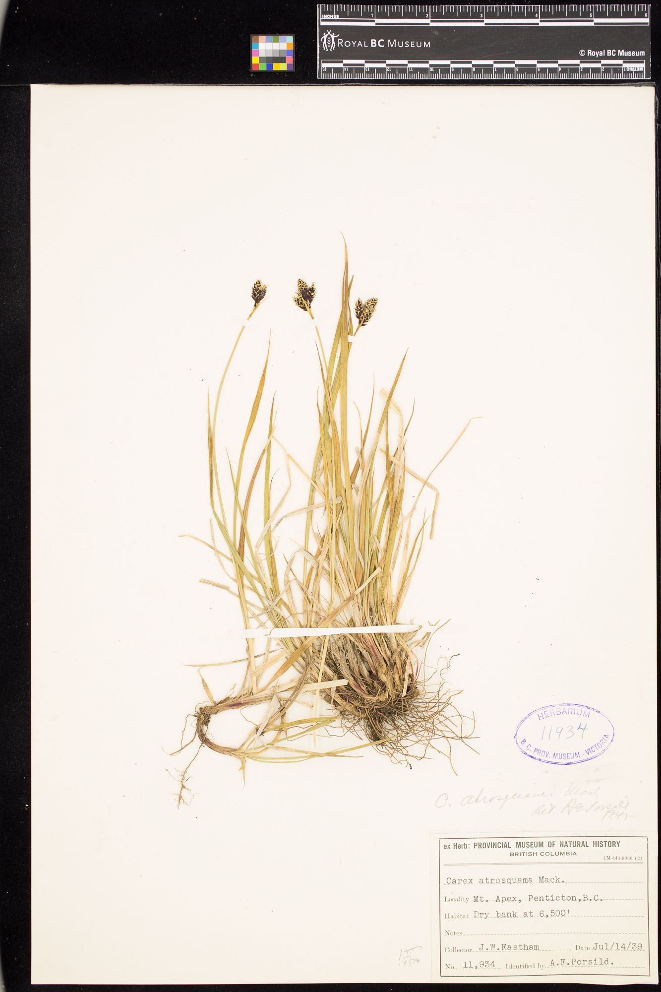 Image representing Carex atrosquama.