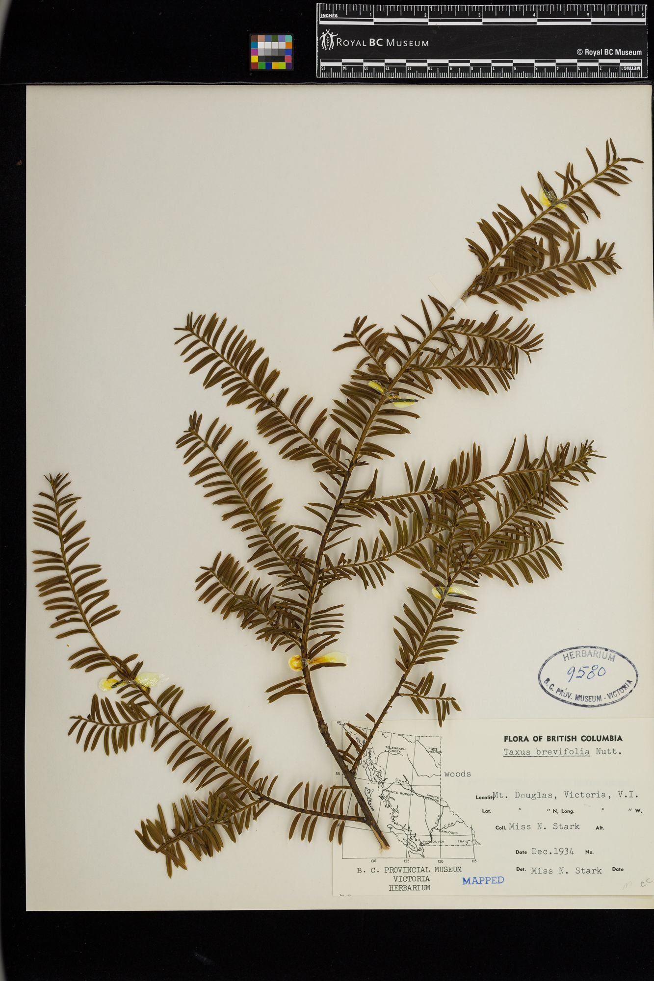 Image representing Taxus brevifolia.