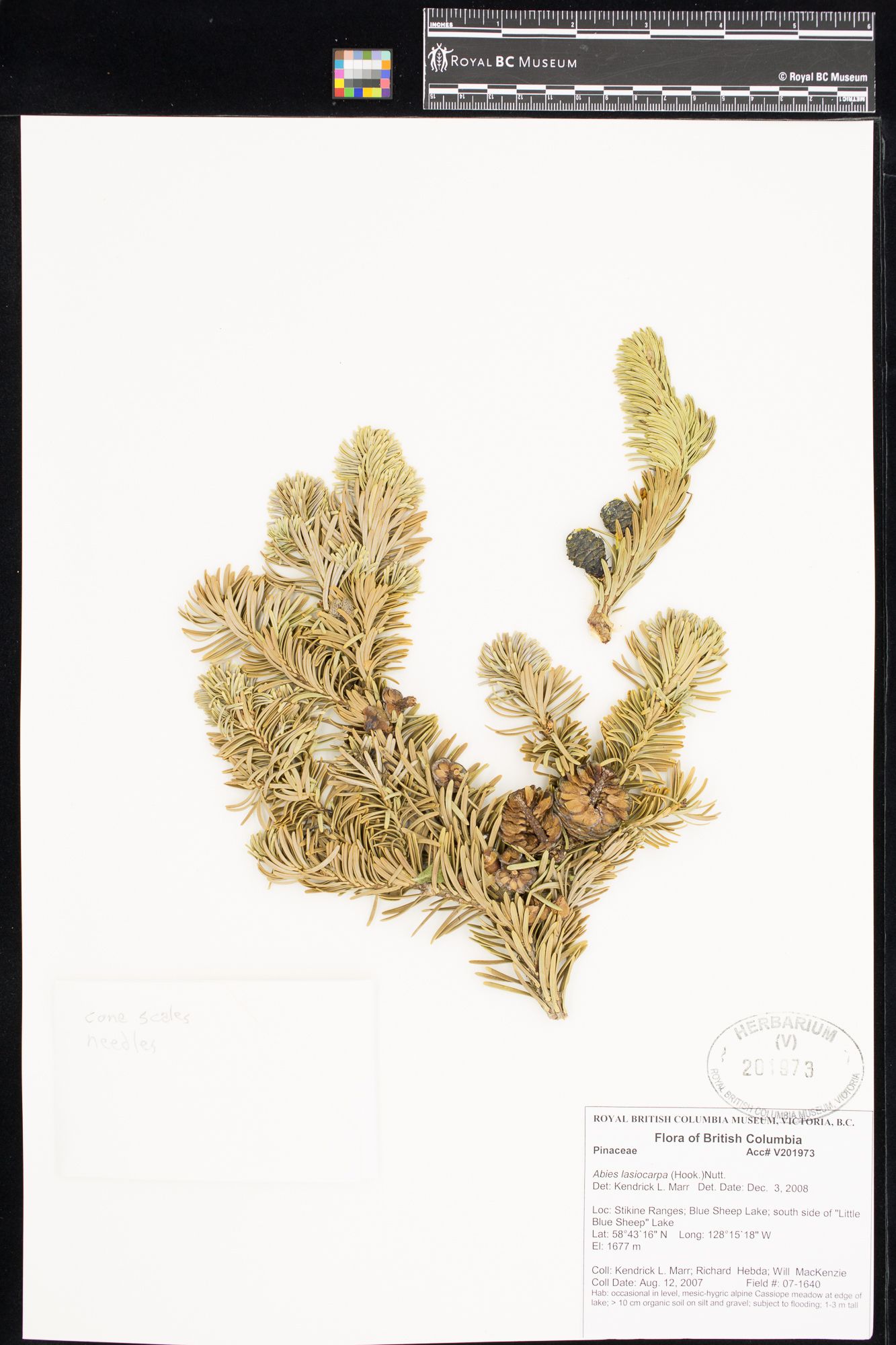 Image representing Abies lasiocarpa.