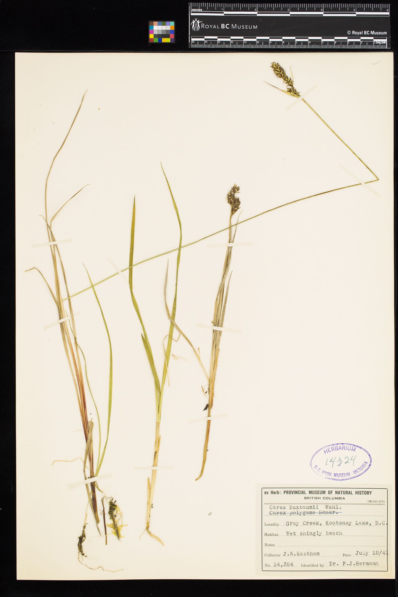 Image representing Carex buxbaumii.