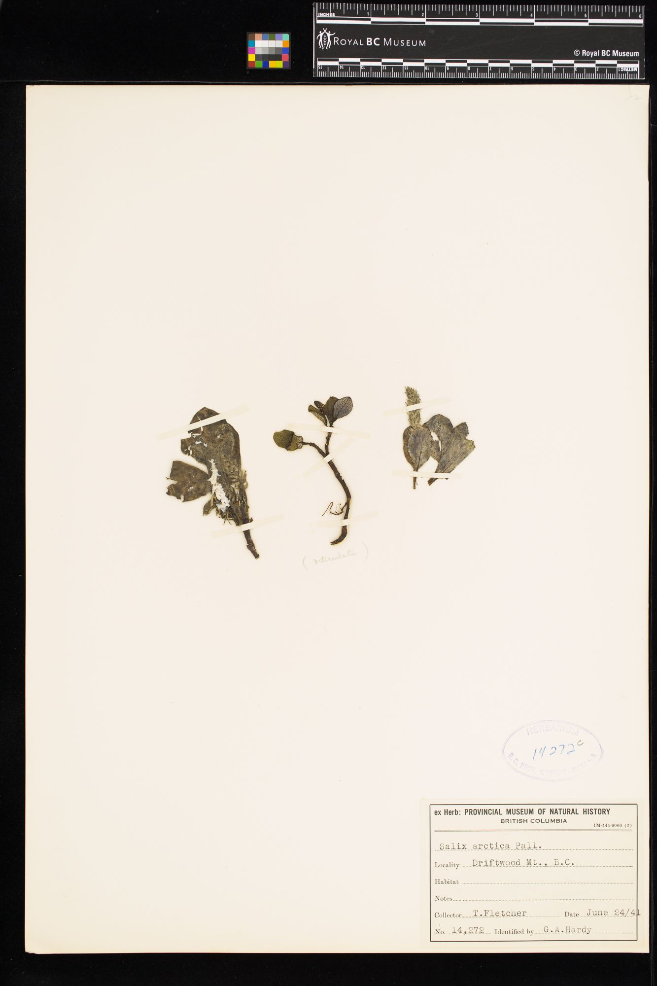 Image representing Salix arctica.