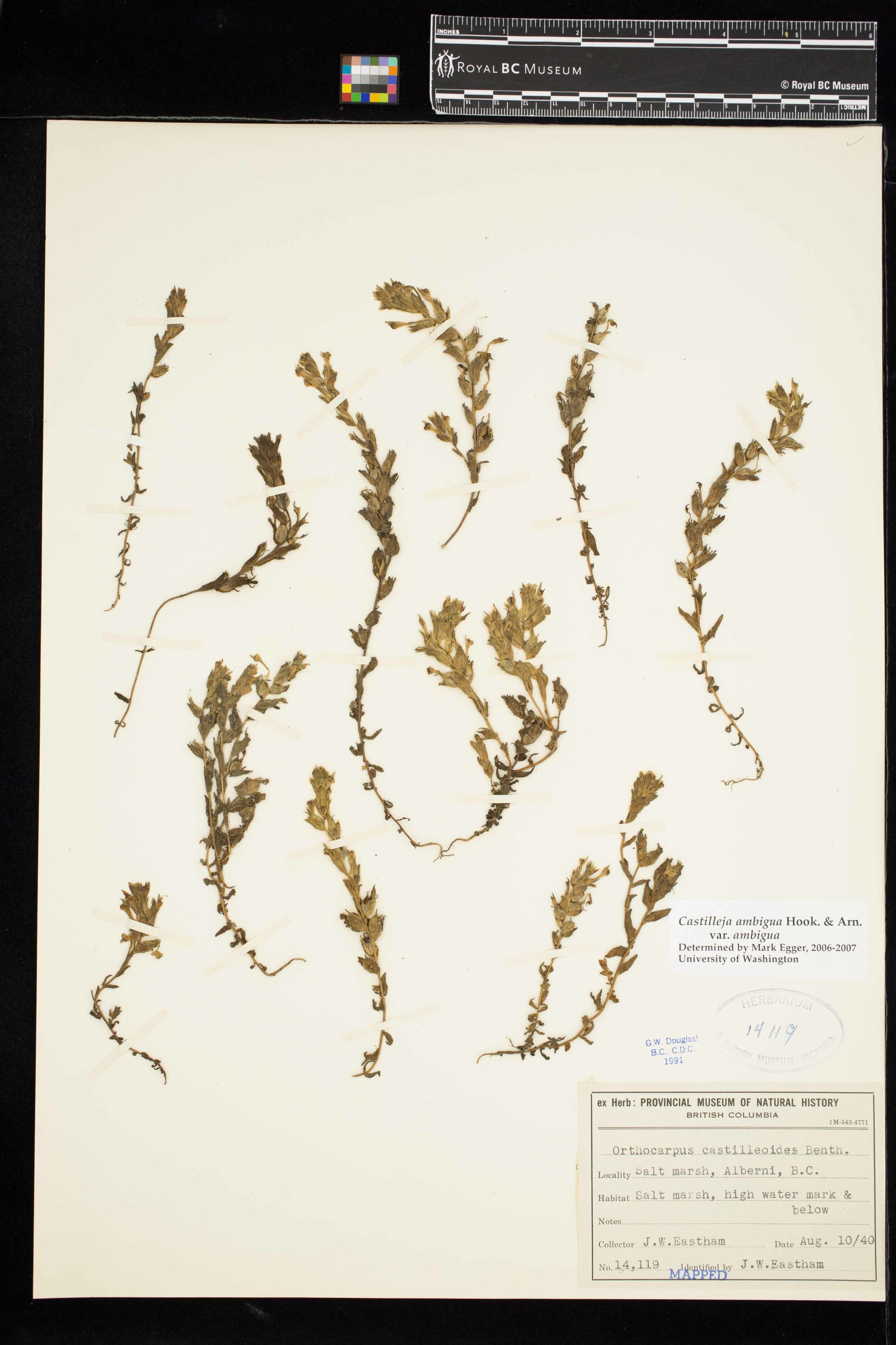 Image representing Castilleja ambigua var. ambigua.