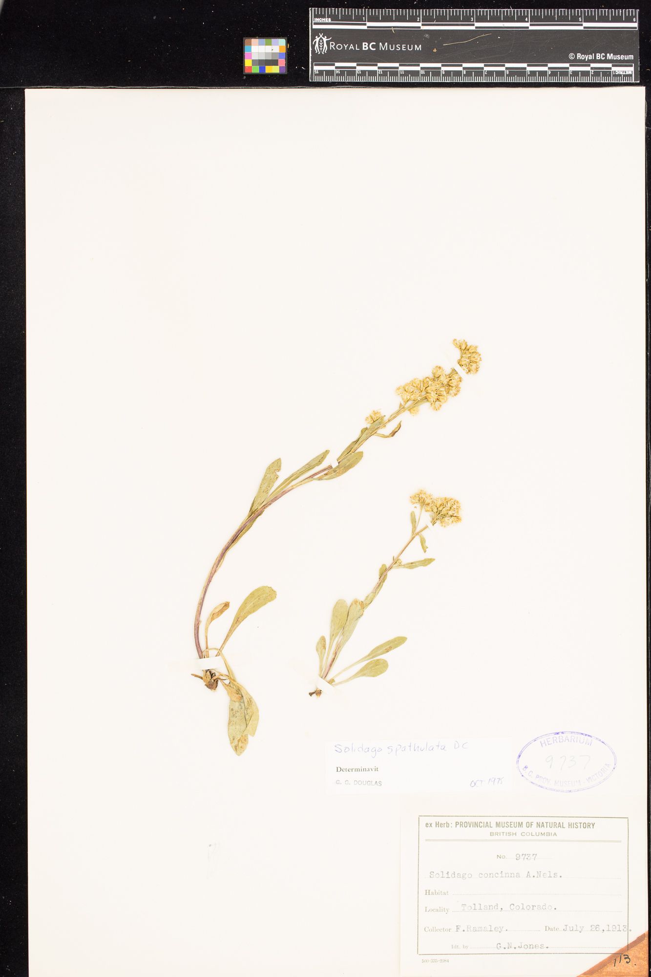 Image representing Solidago glutinosa.