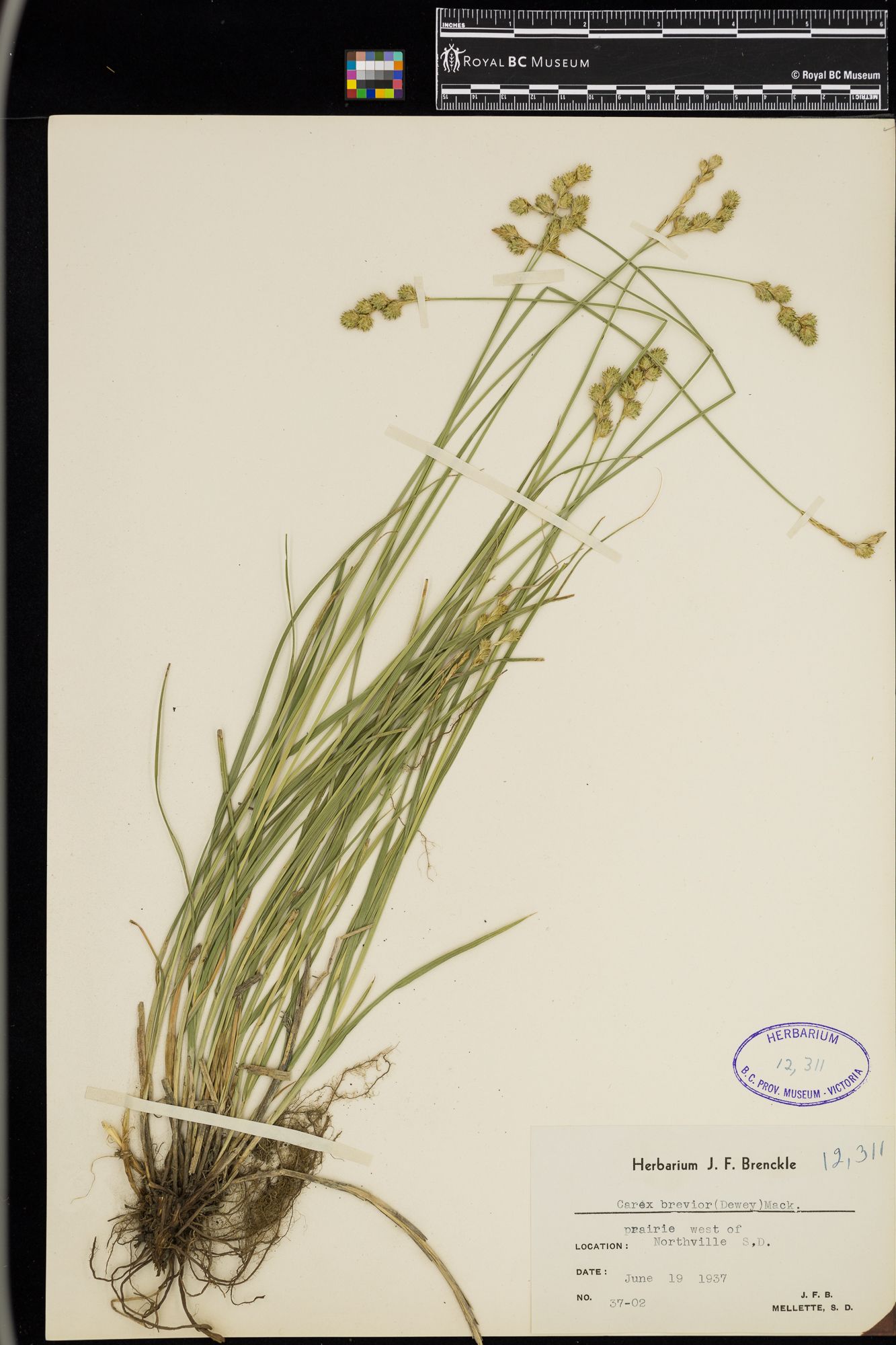 Image representing Carex brevior.