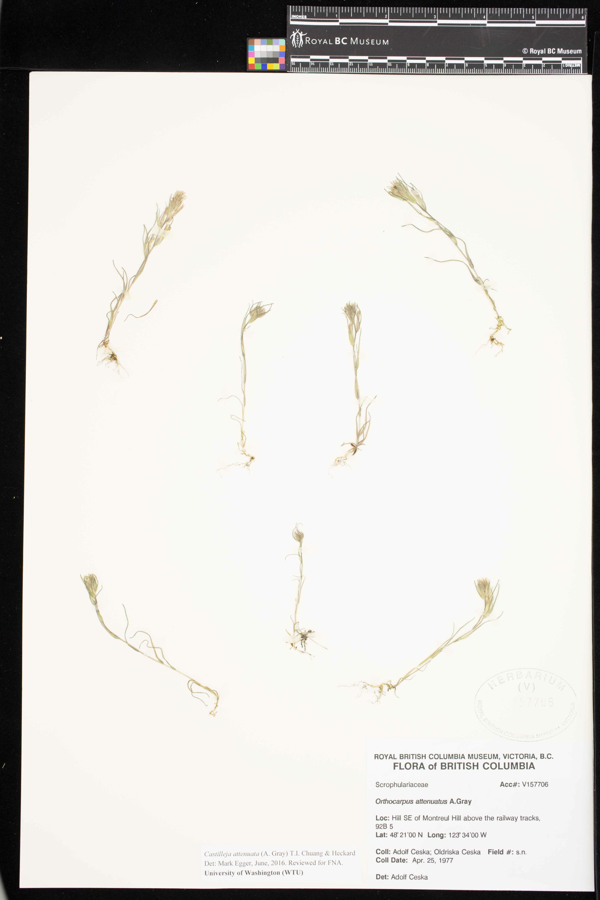 Image representing Castilleja attenuata.