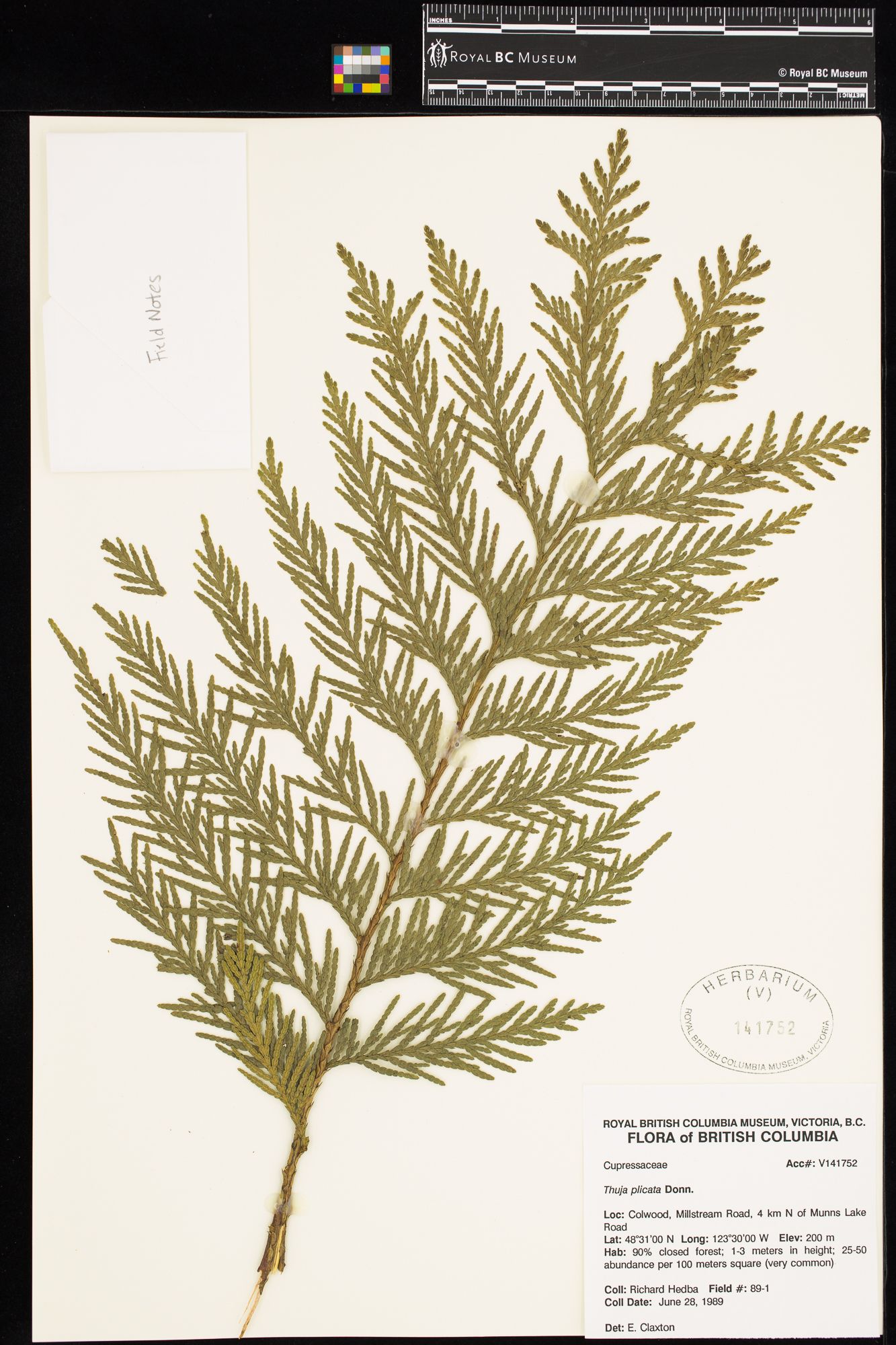 Image representing Thuja plicata.