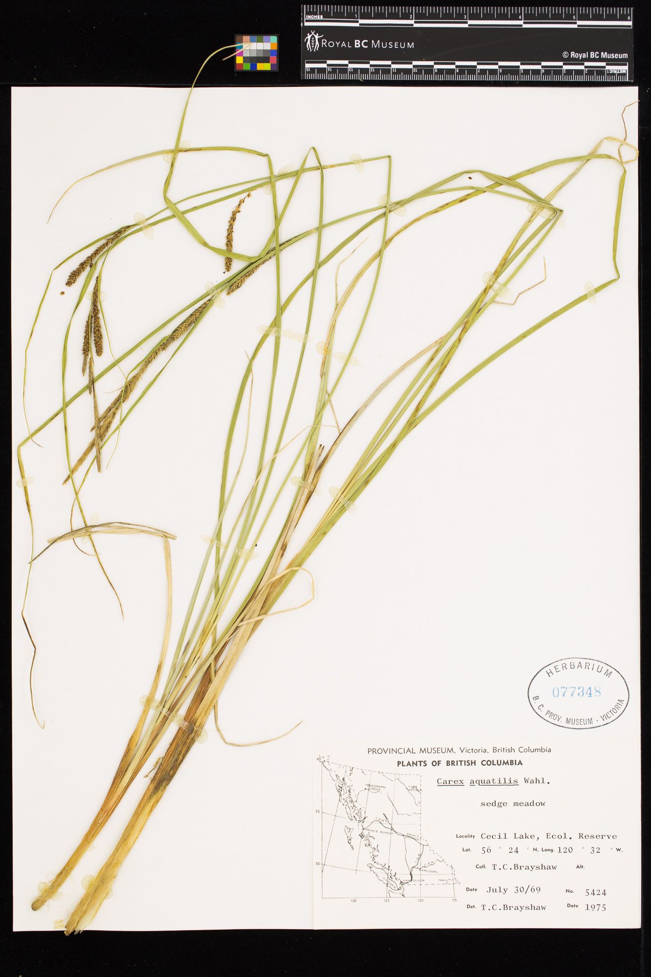 Image representing Carex aquatilis.