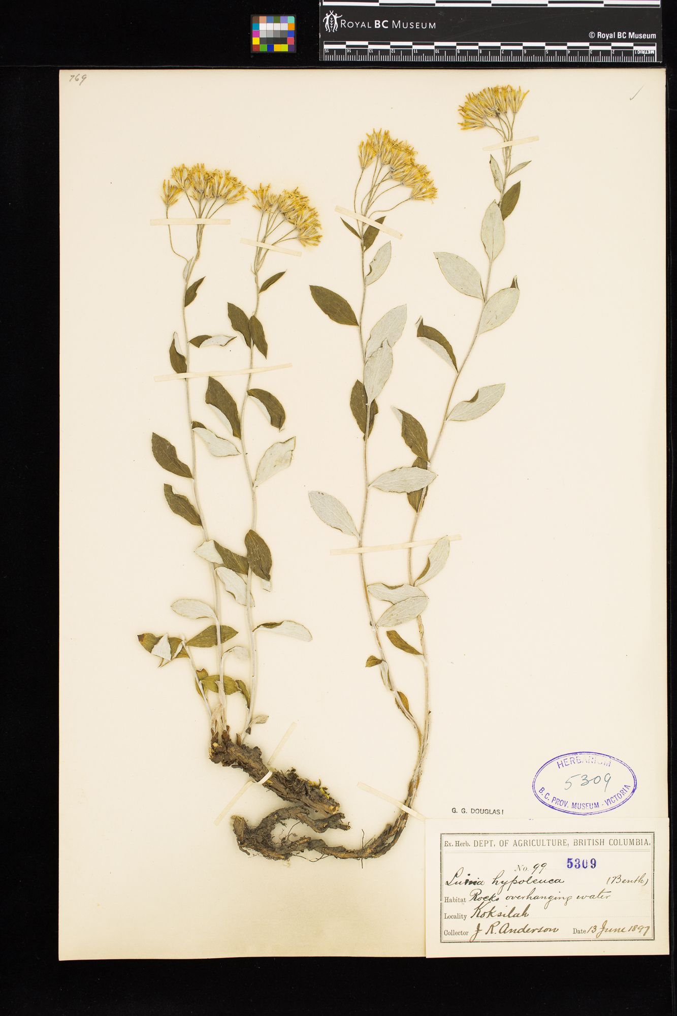 Image representing Luina hypoleuca.