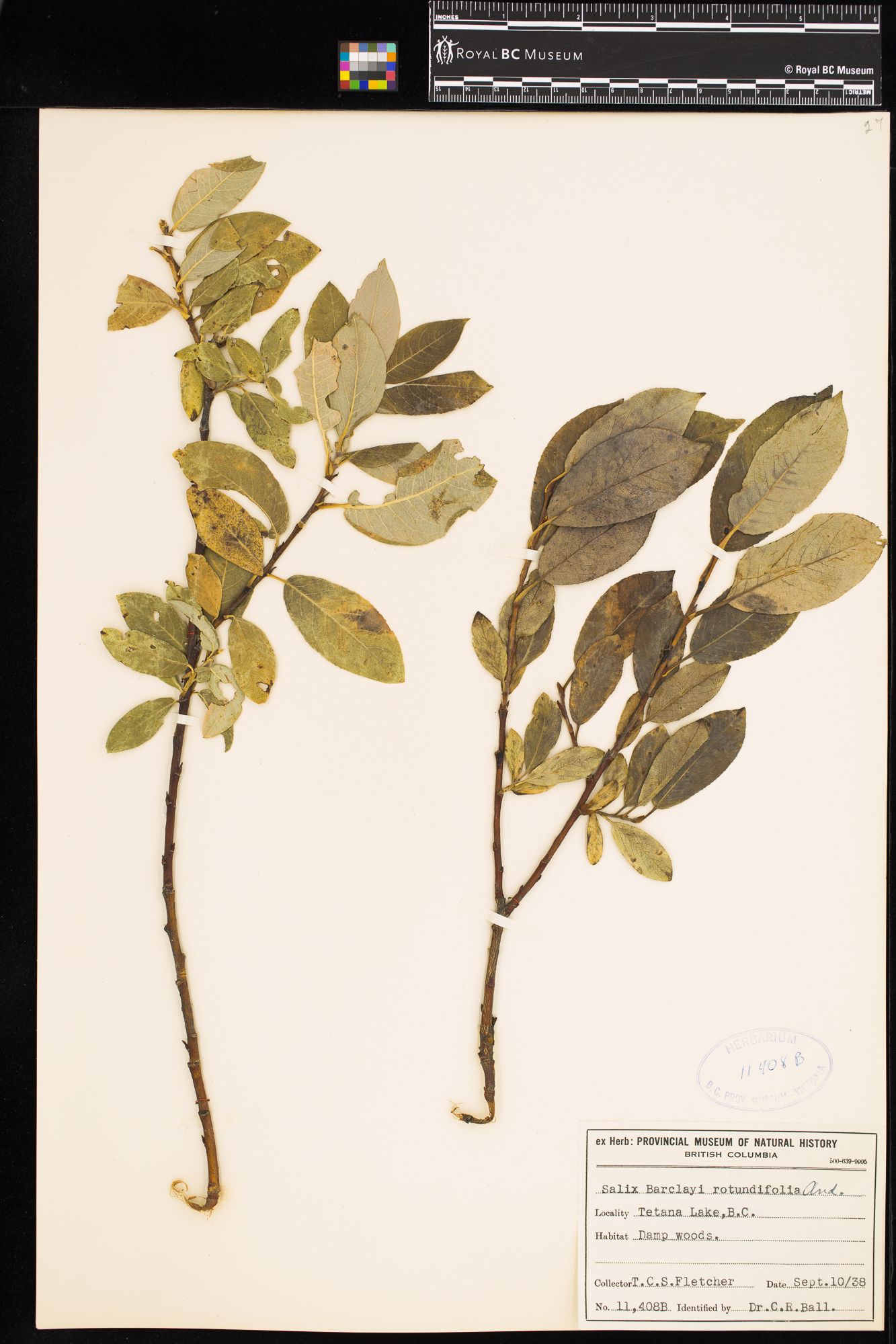 Image representing Salix barclayi.