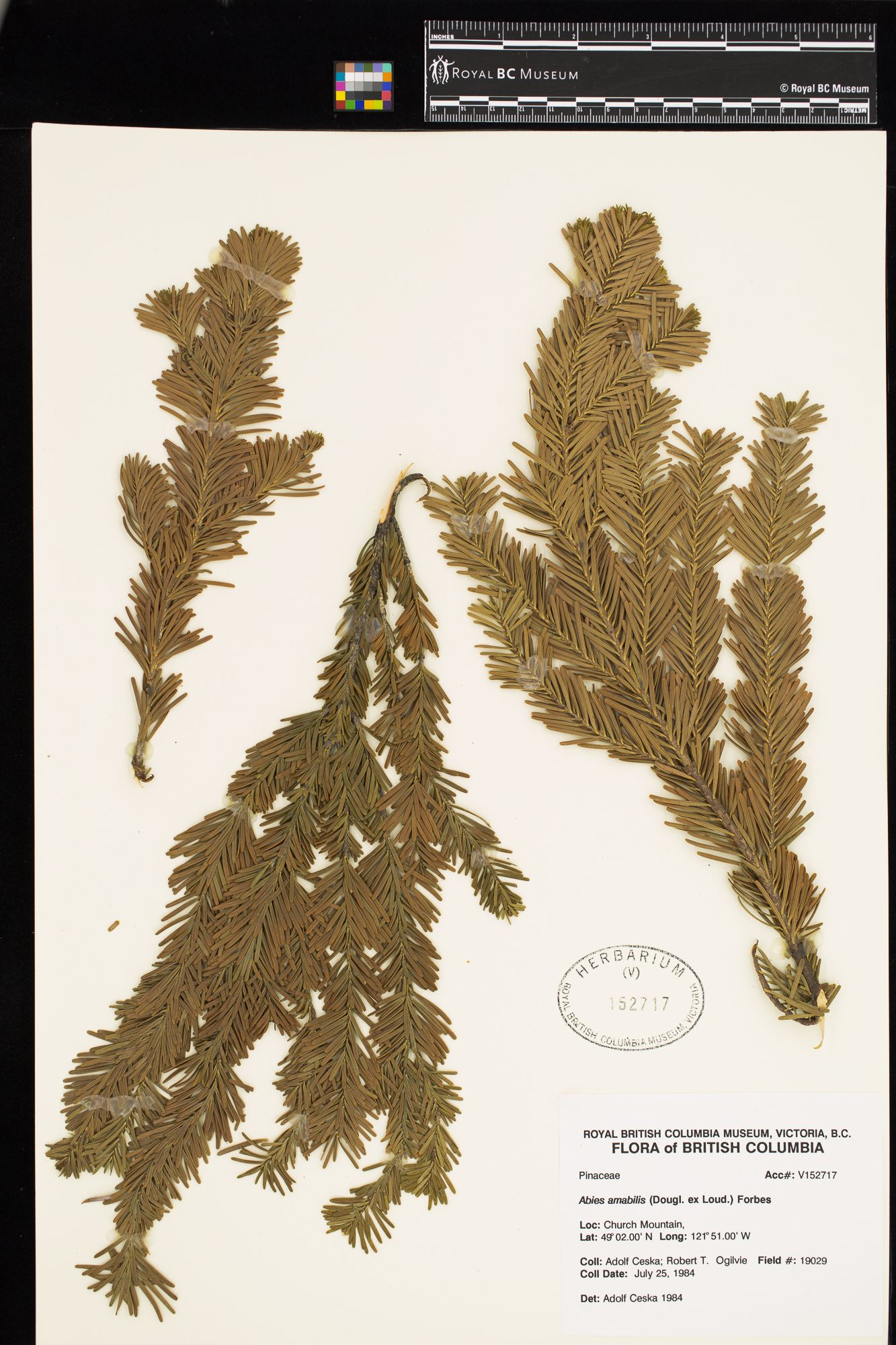 Image representing Abies amabilis.