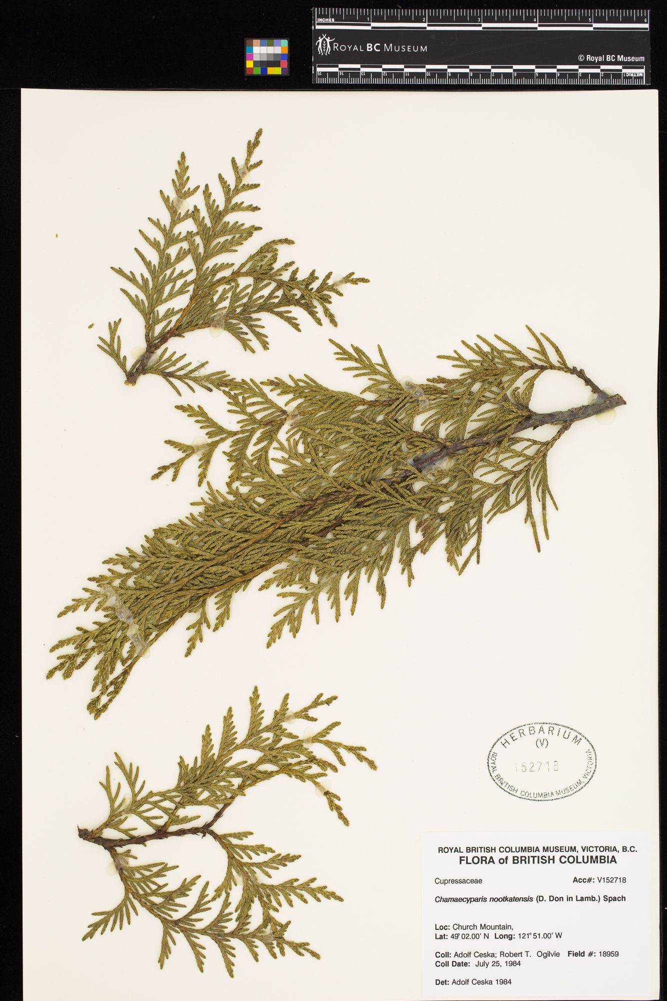 Image representing Chamaecyparis nootkatensis.