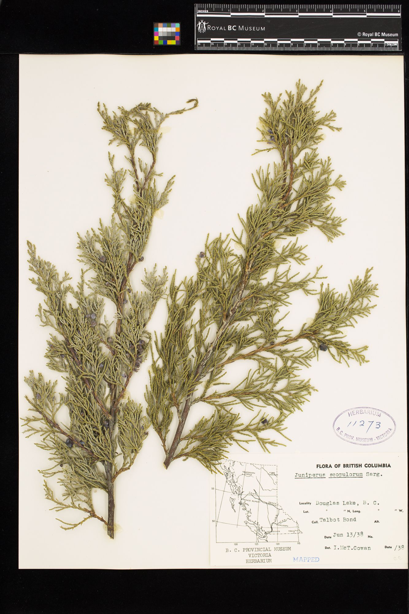 Image representing Juniperus scopulorum.