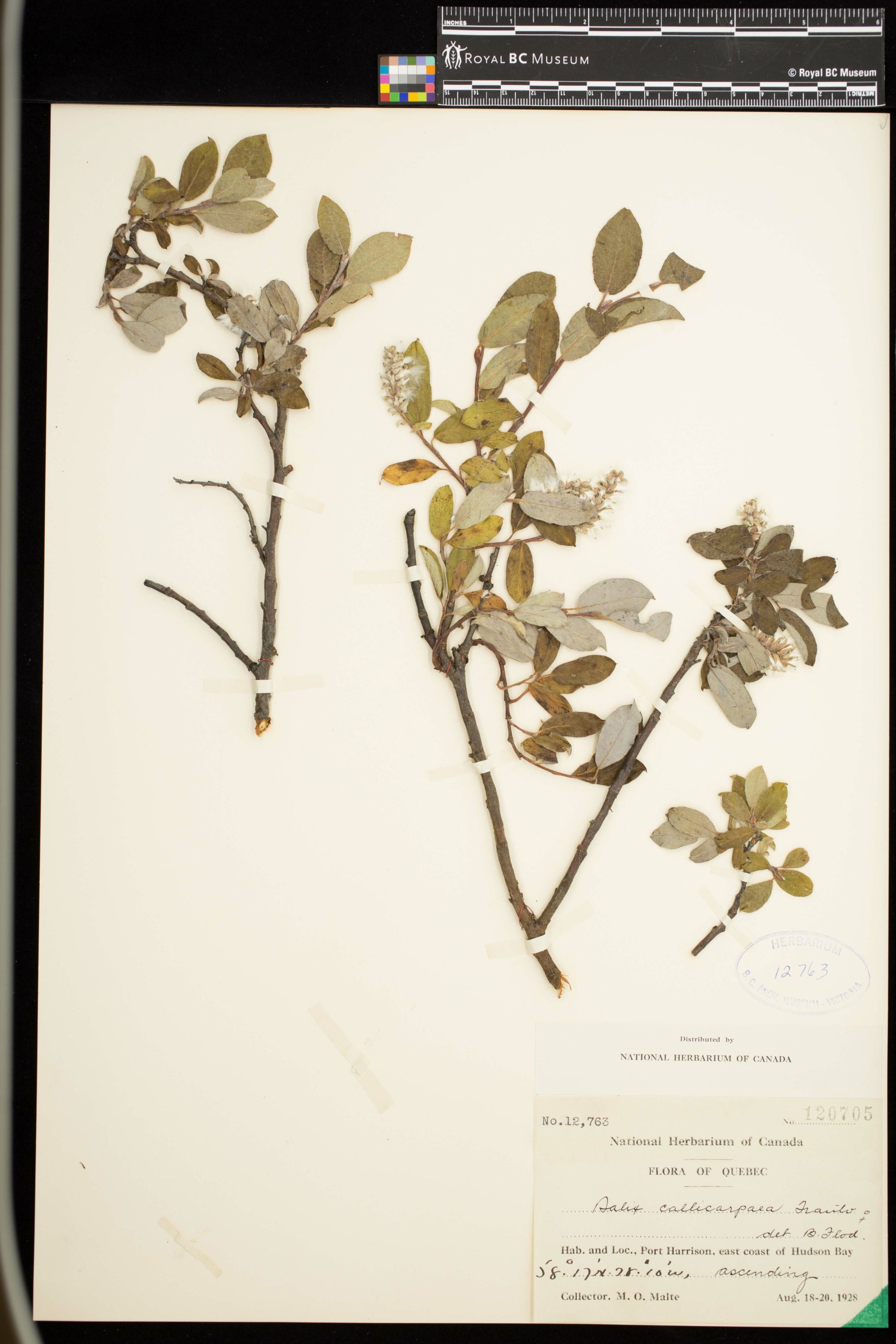 Image representing Salix callicarpaea.