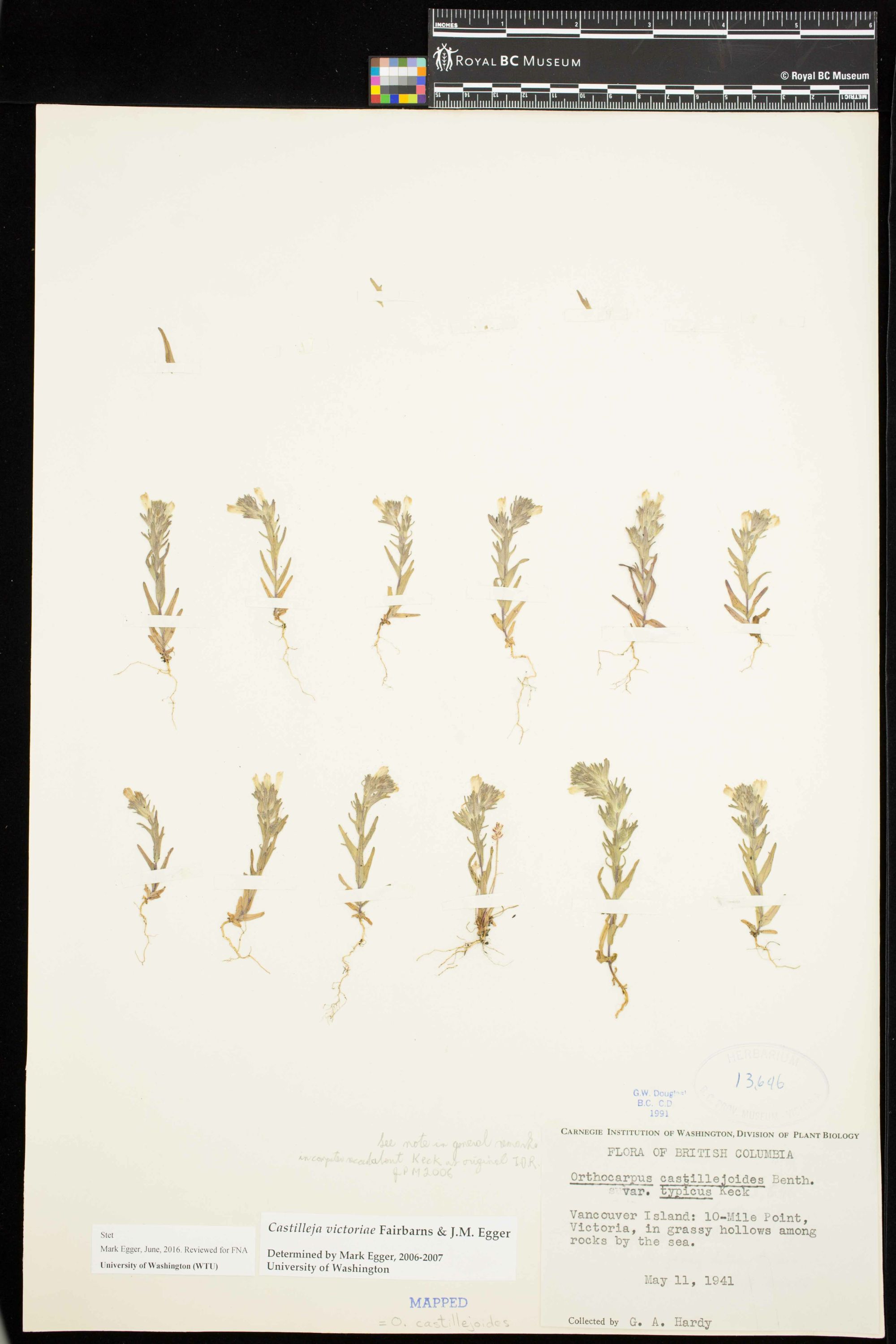 Image representing Castilleja victoriae.