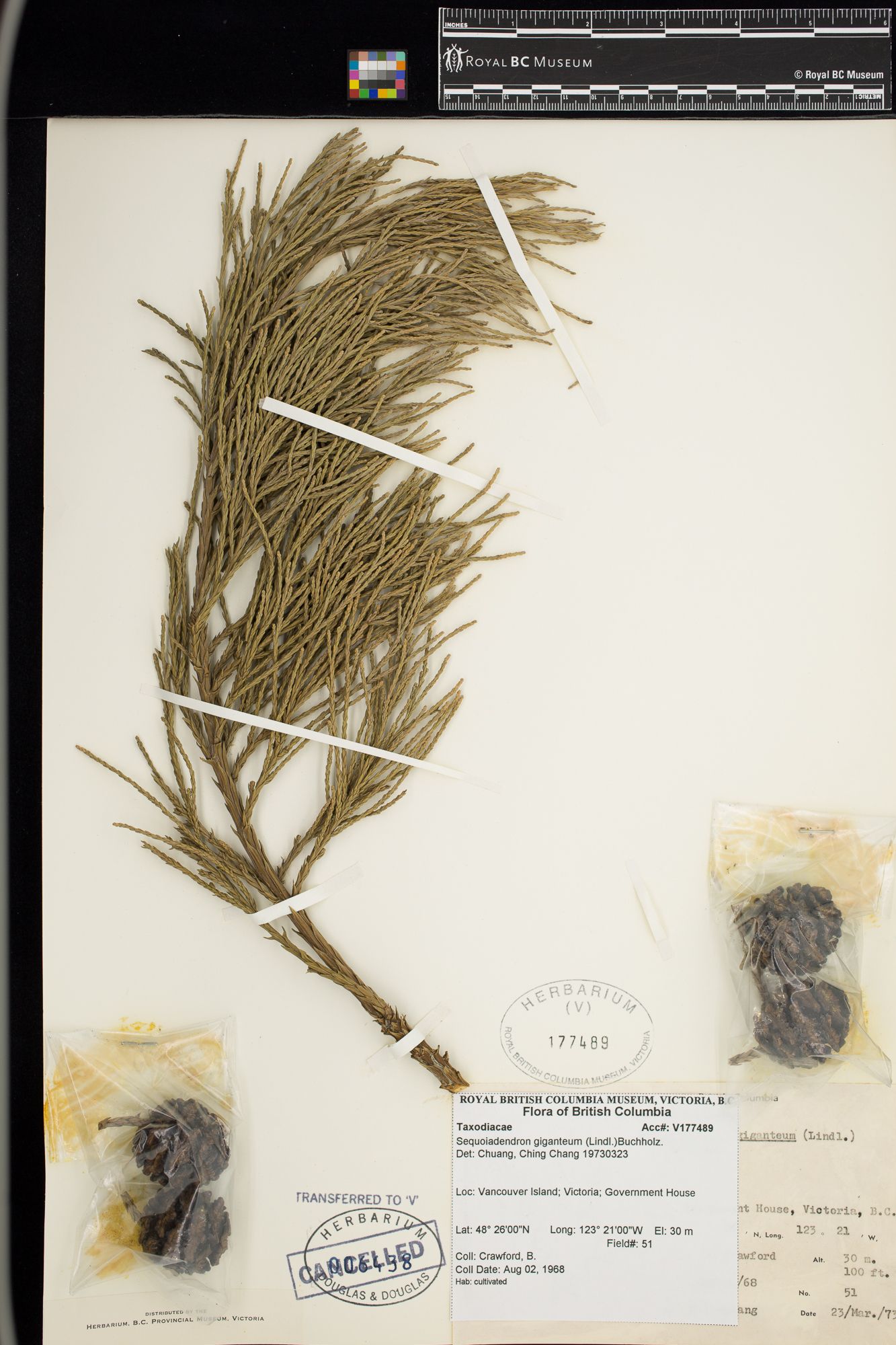 Image representing Sequoiadendron giganteum.