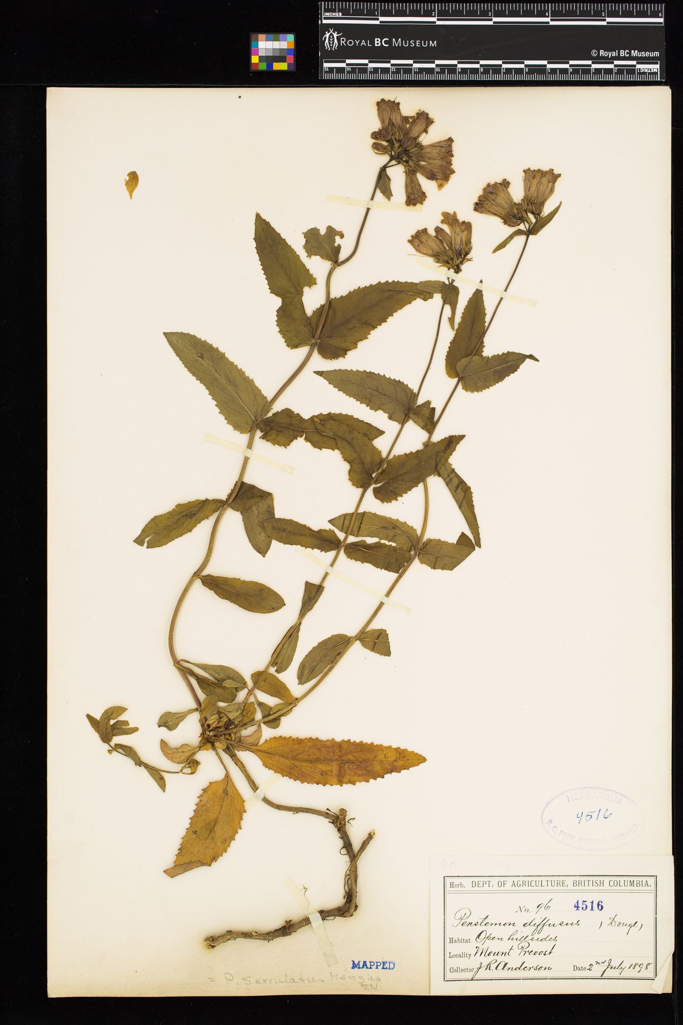 Image representing Penstemon serrulatus.