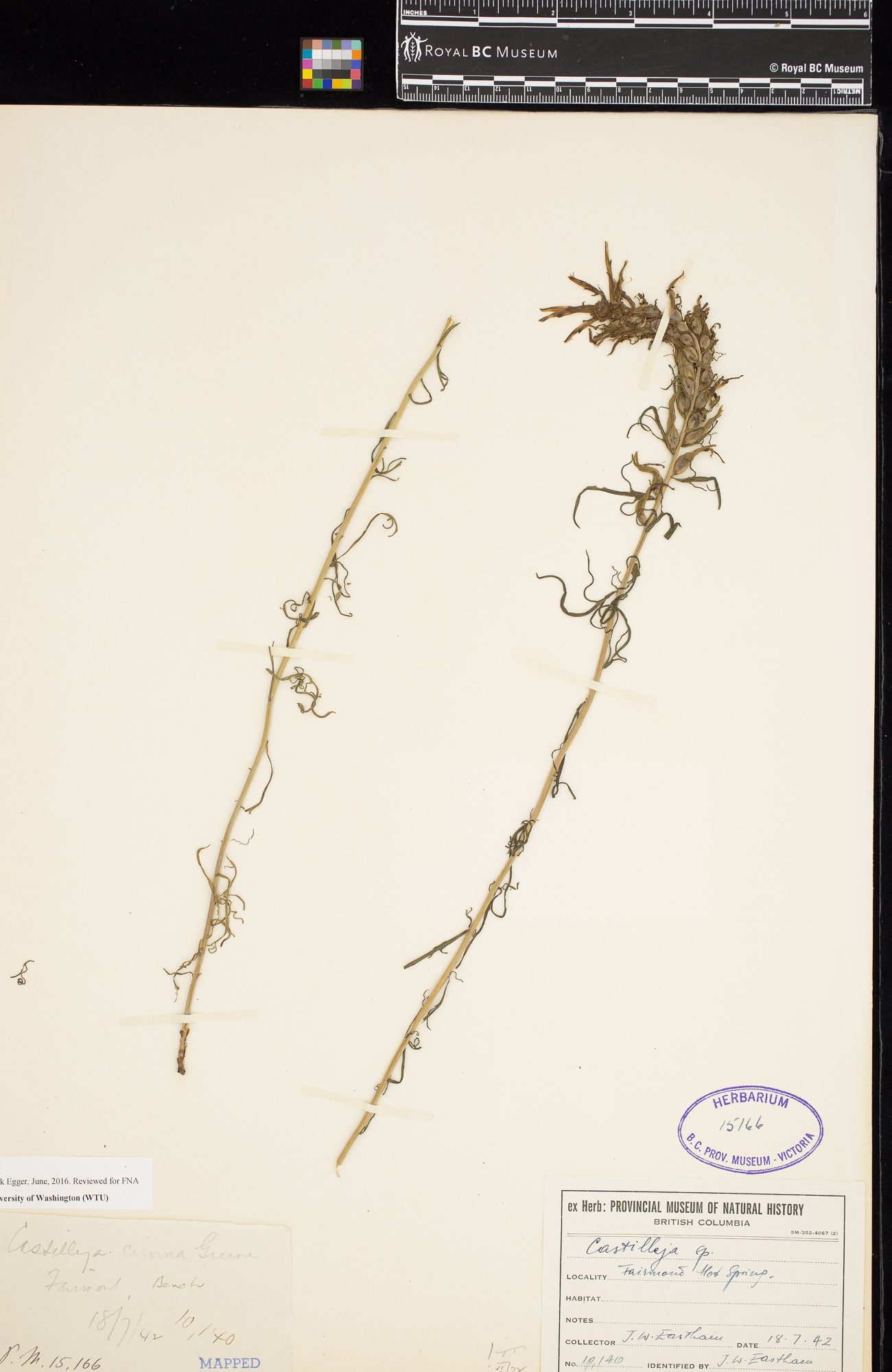 Image representing Castilleja cervina.