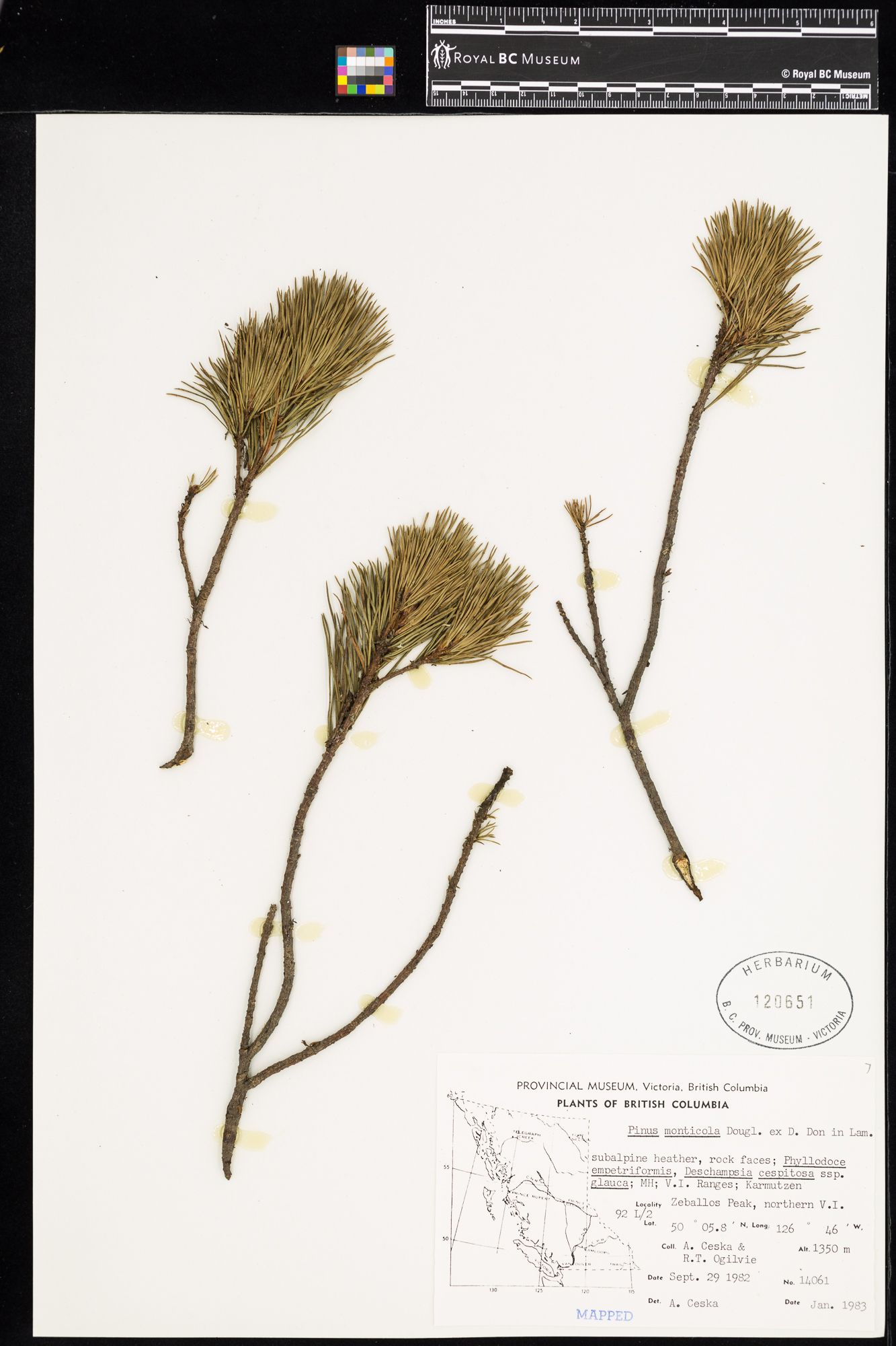 Image representing Pinus monticola.