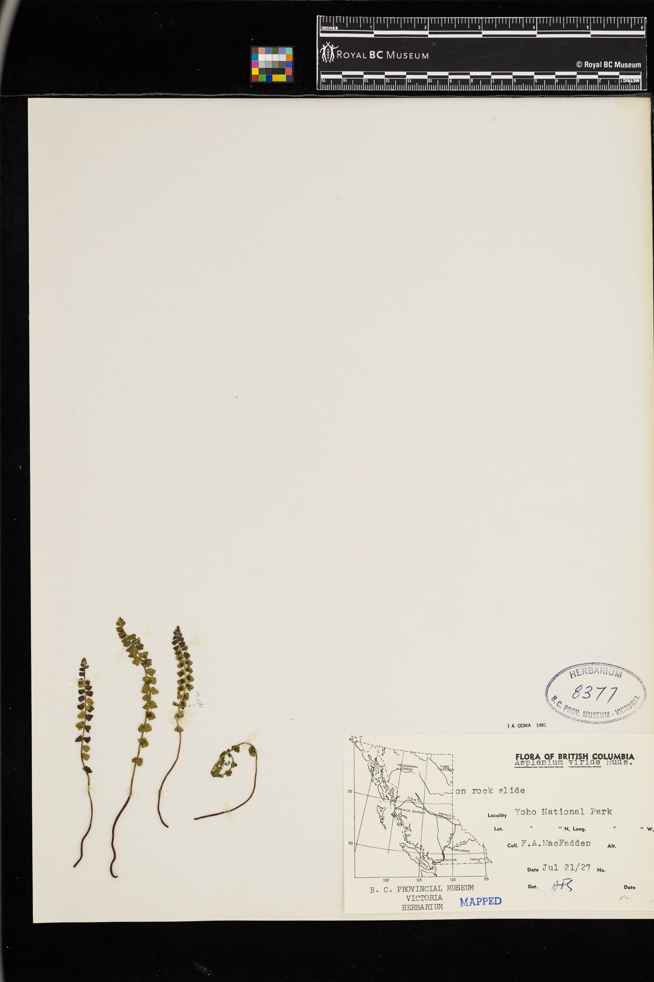 Image representing Asplenium viride.