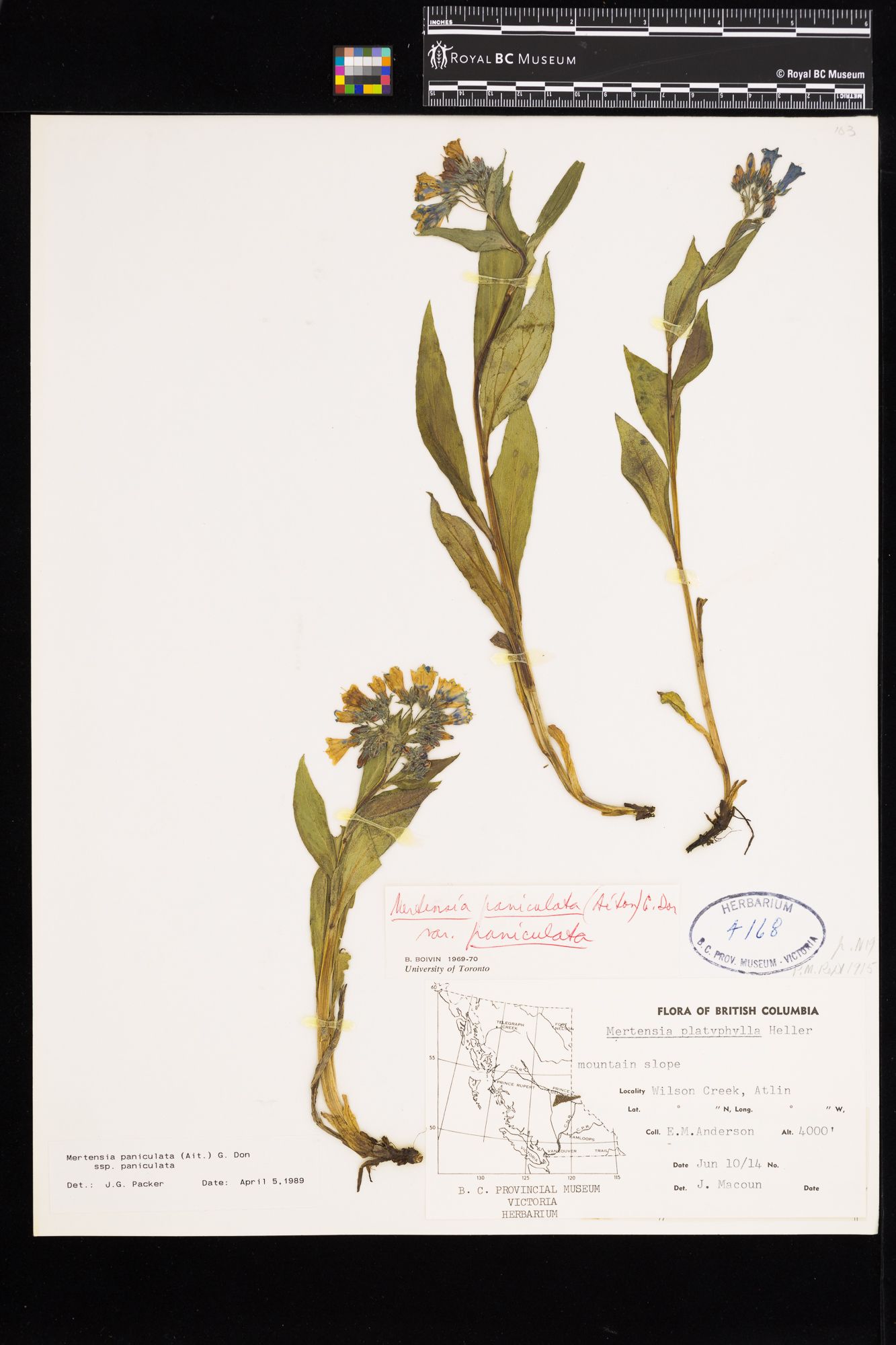 Image representing Mertensia paniculata ssp. paniculata.