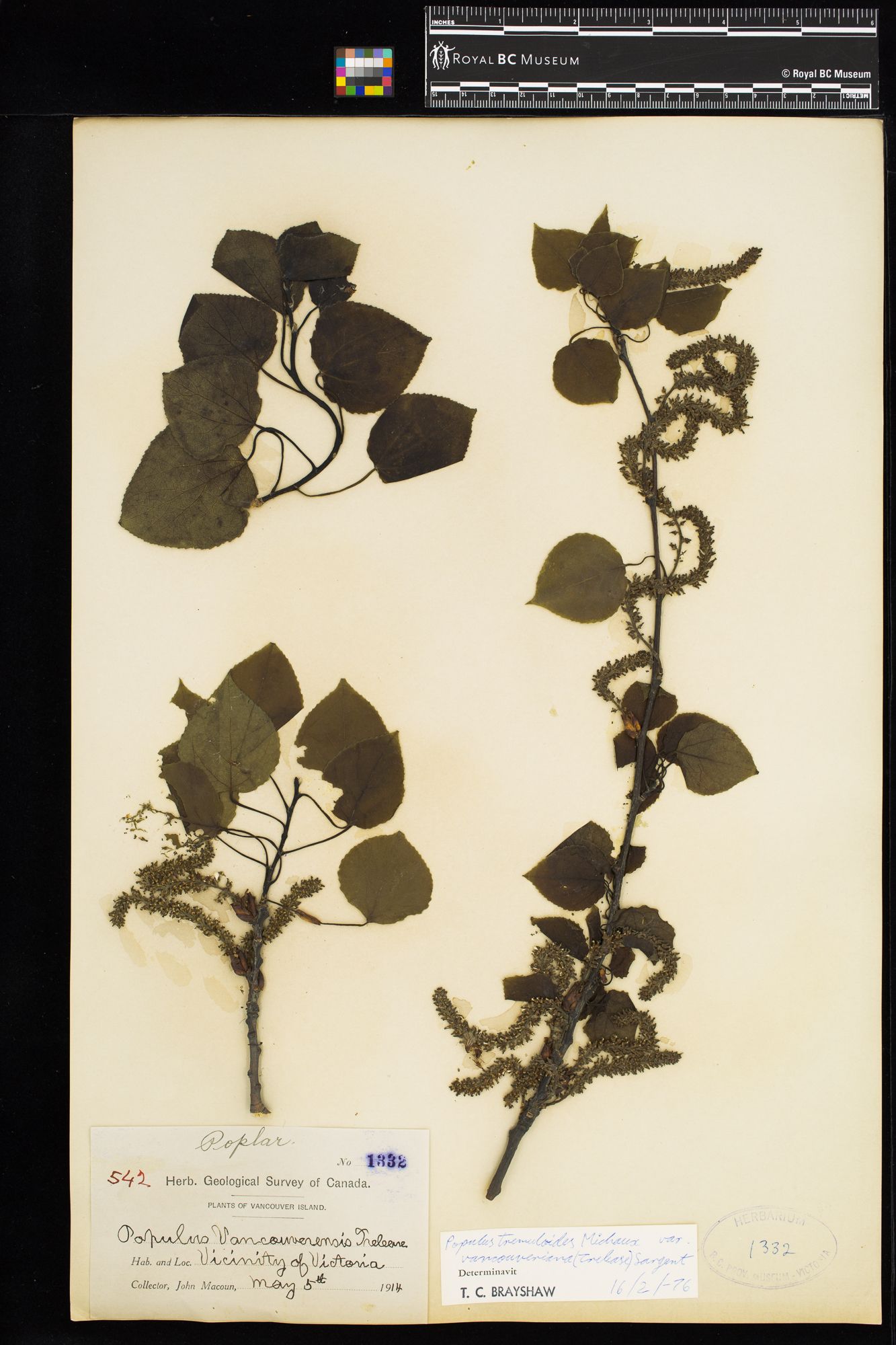 Image représentant Populus tremuloides var. vancouveriana