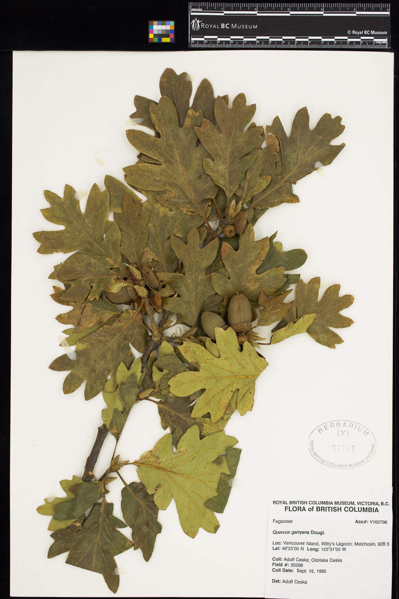 Image representing Quercus garryana.