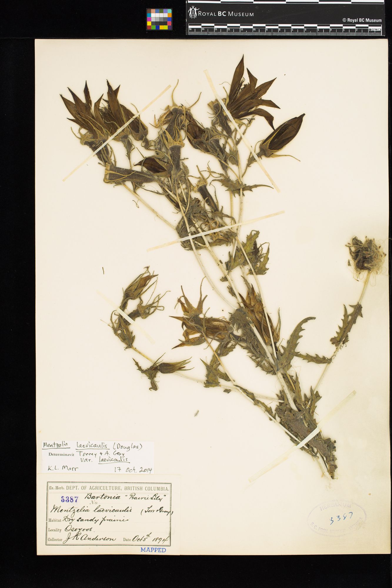 Image representing Mentzelia laevicaulis var. laevicaulis.