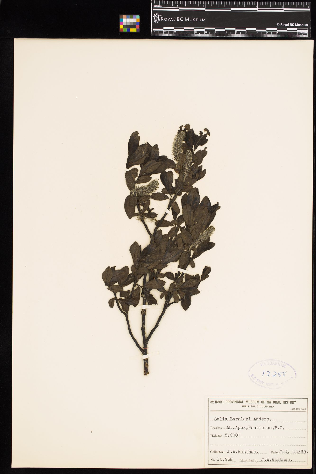 Image representing Salix barclayi.