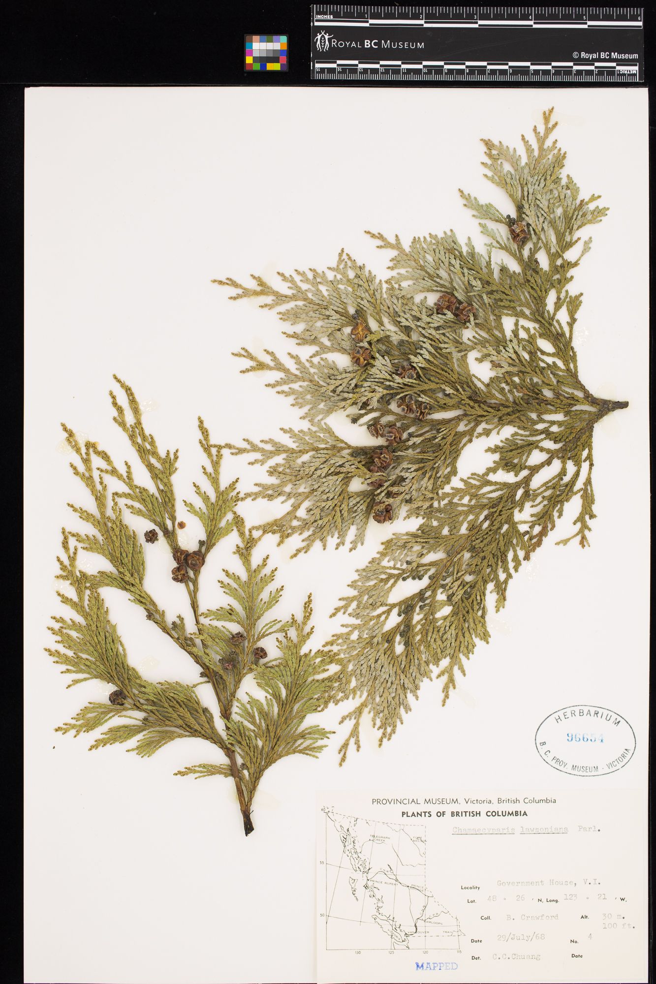 Image representing Chamaecyparis lawsoniana.