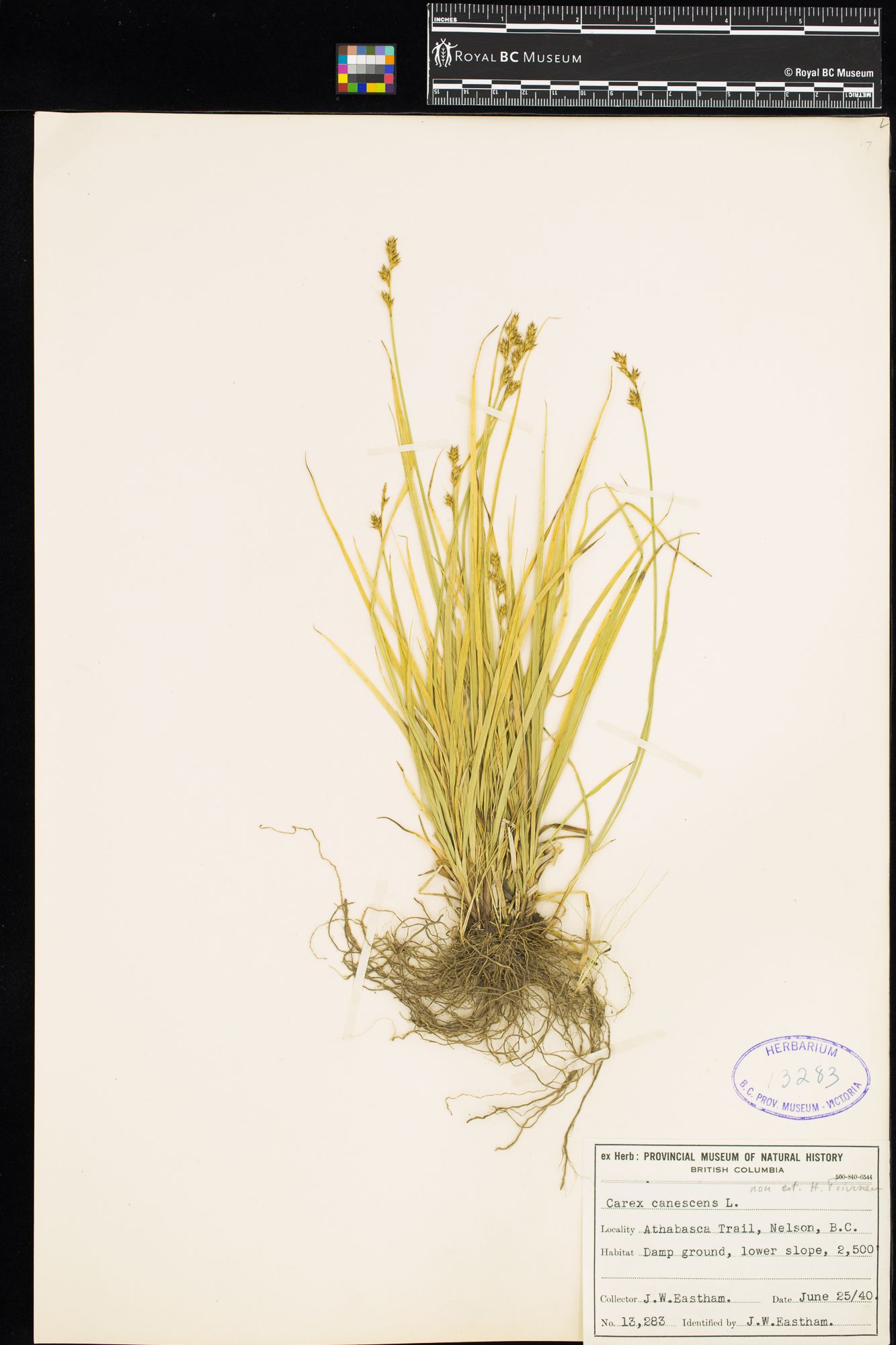 Image representing Carex canescens.