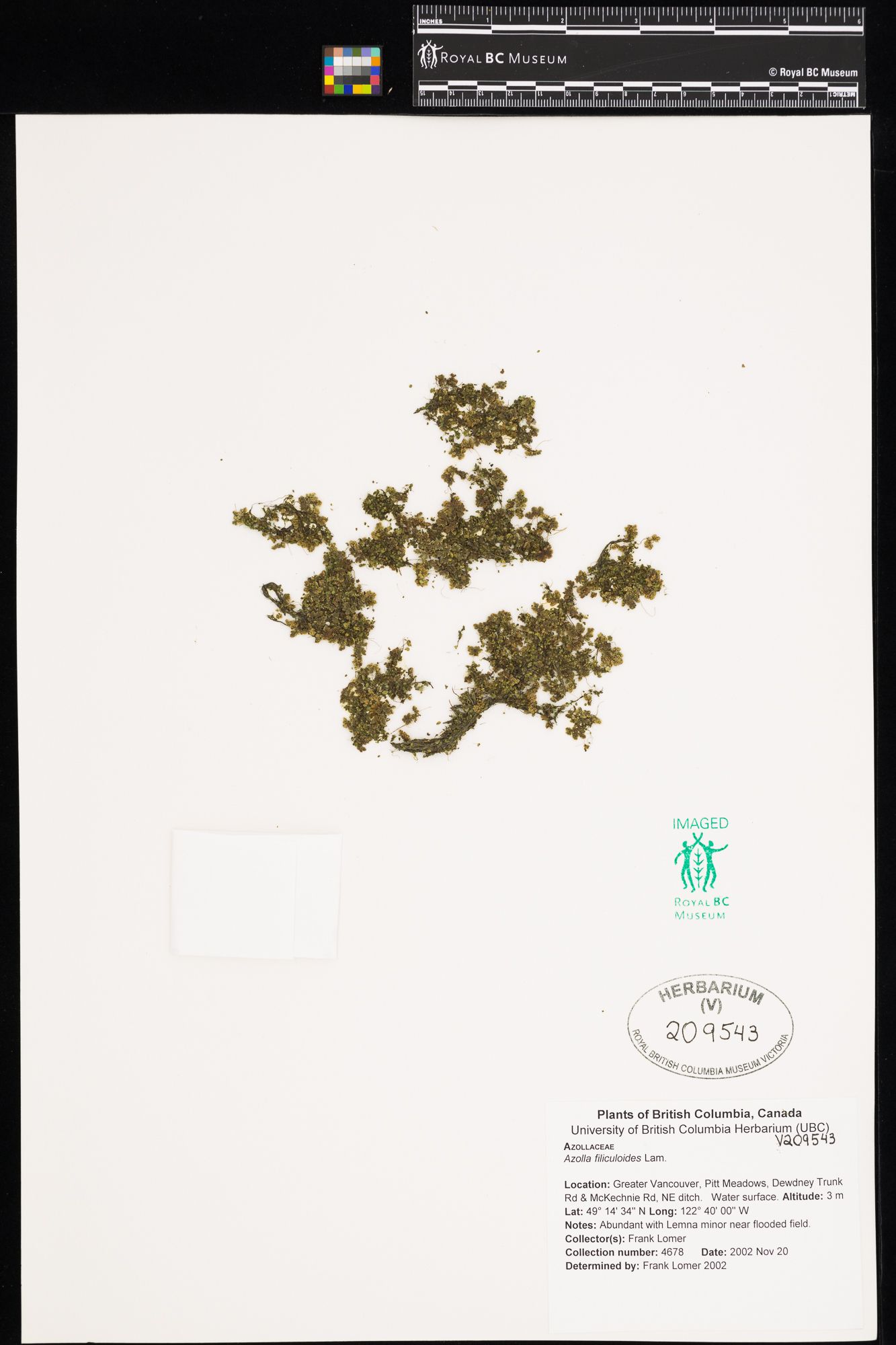 Image représentant Azolla filiculoides