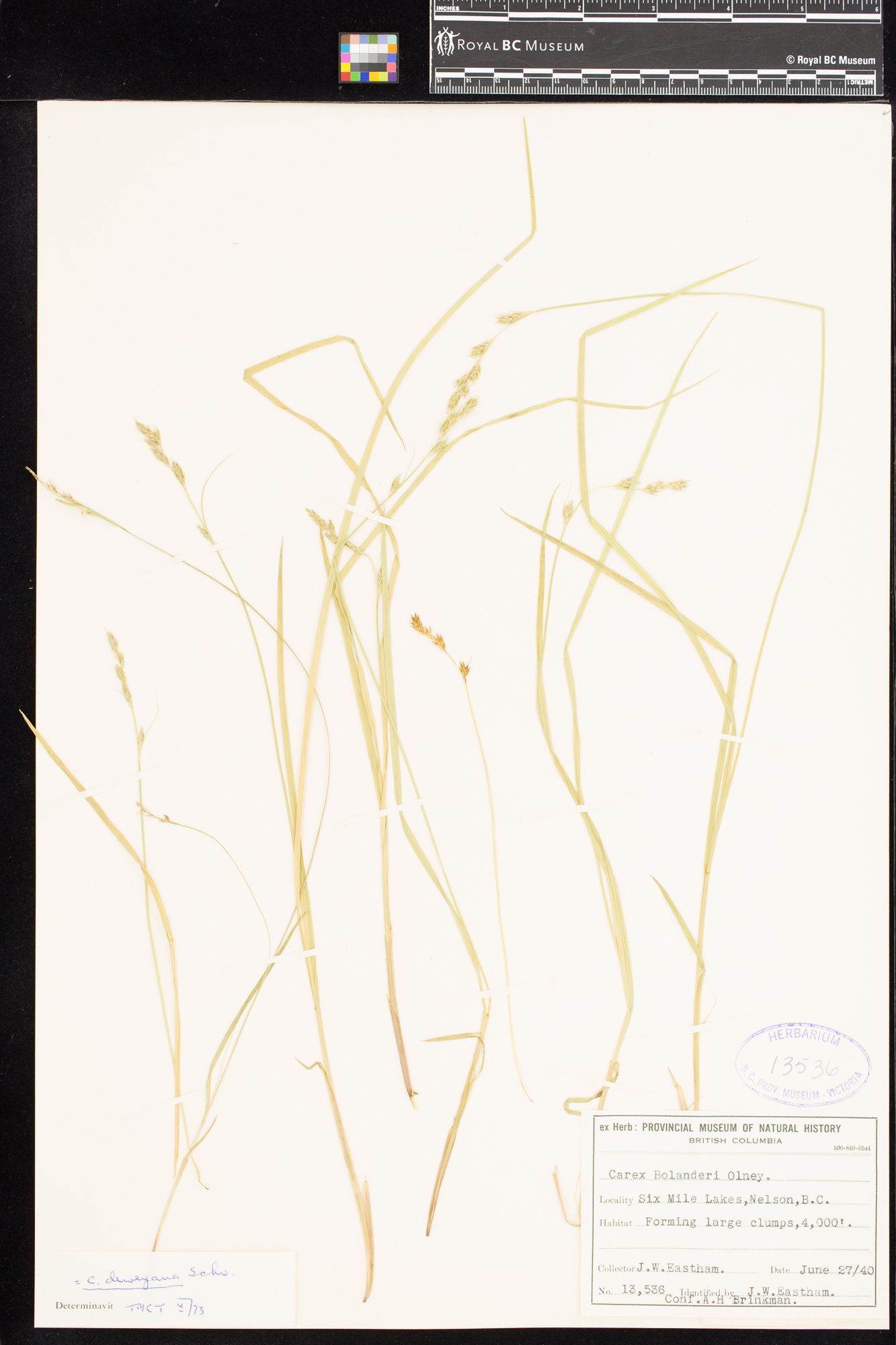 Image representing Carex deweyana.