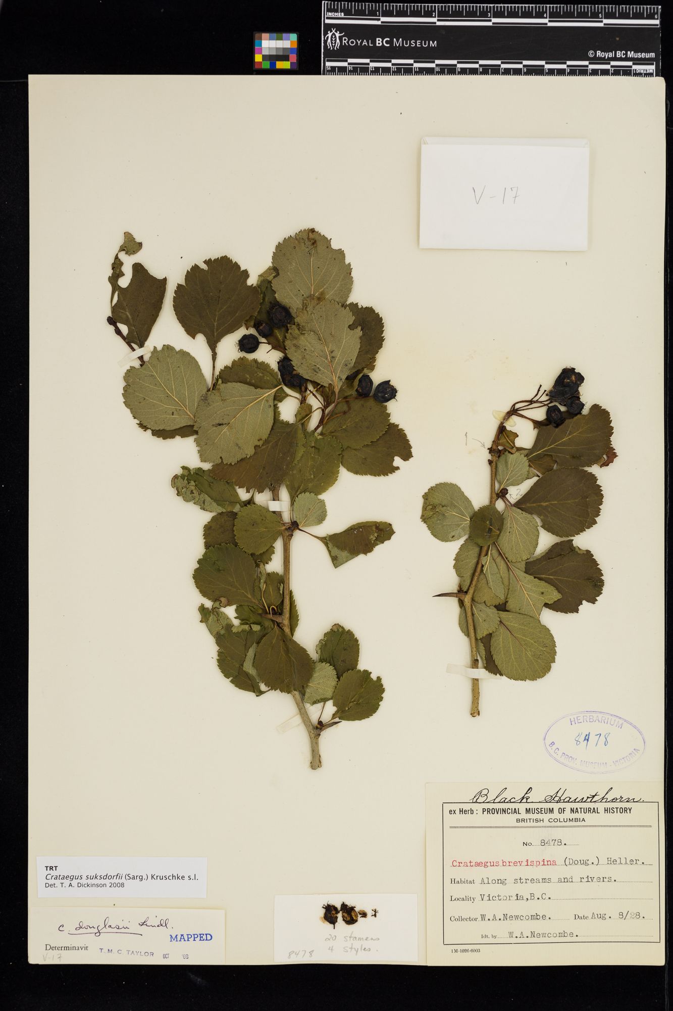 Image representing Crataegus suksdorfii.