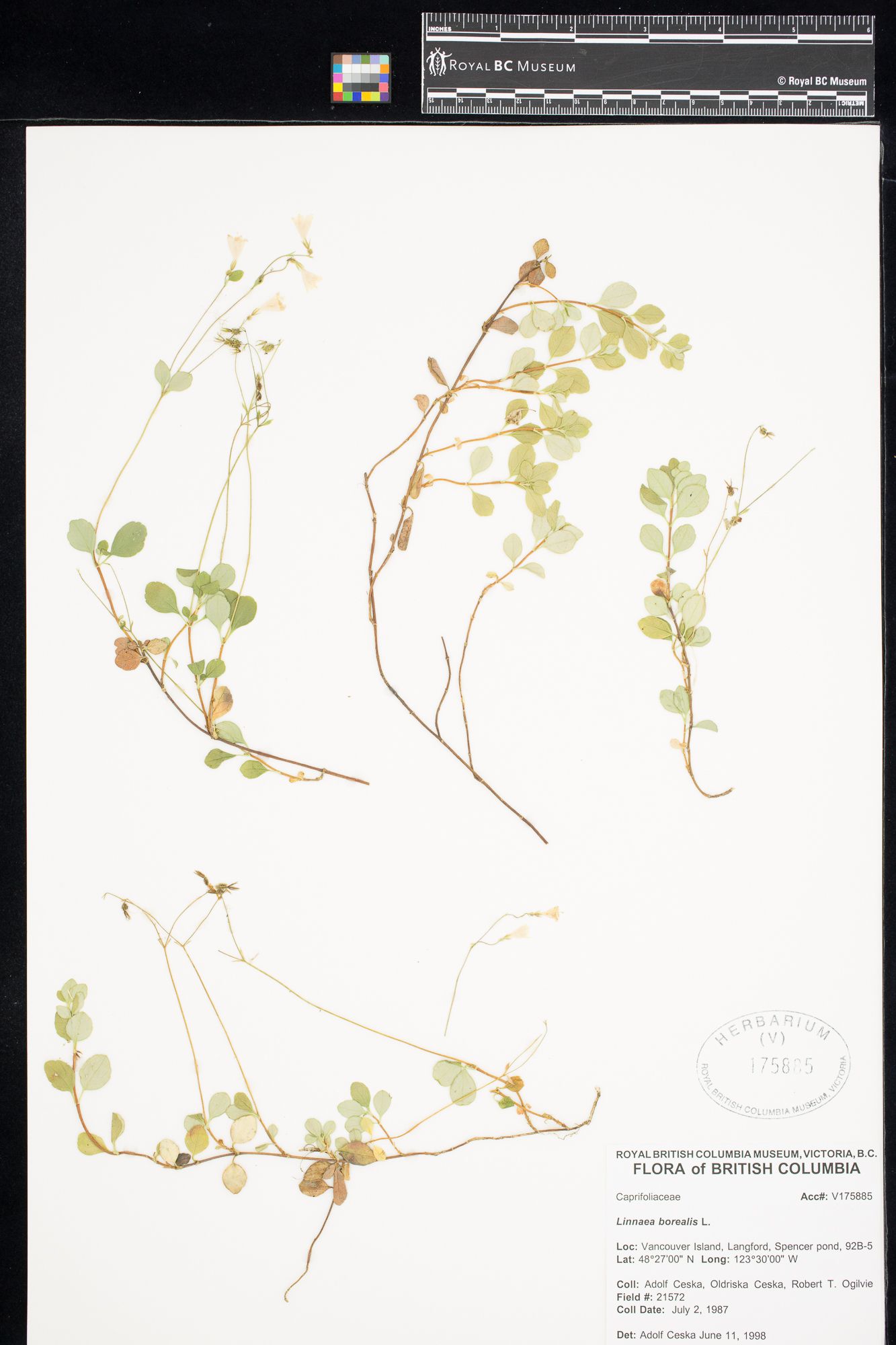 Image representing Linnaea borealis ssp. longiflora.