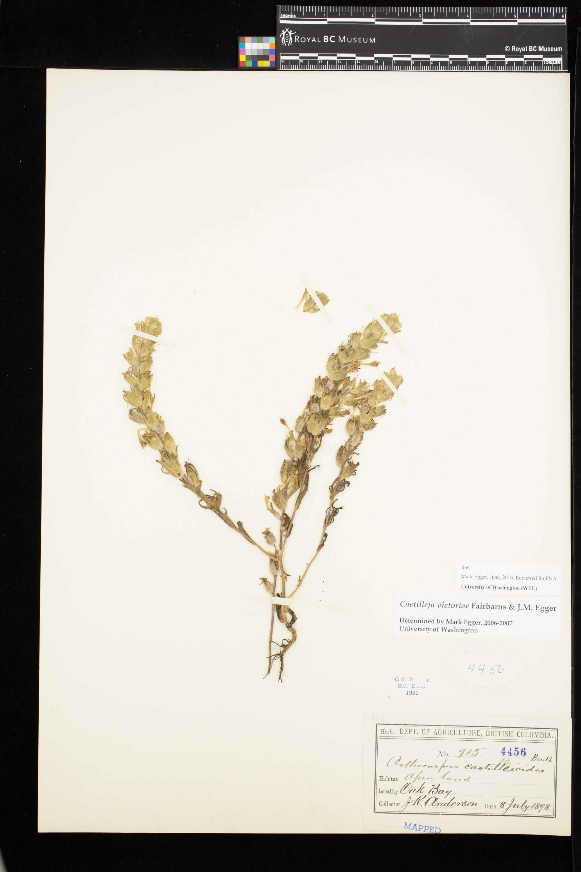 Image representing Castilleja victoriae.