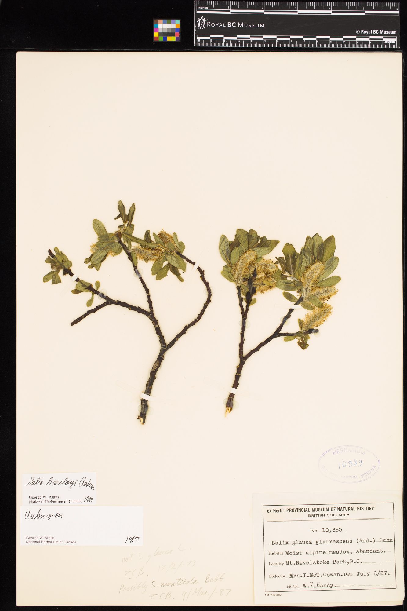 Image representing Salix barclayi.