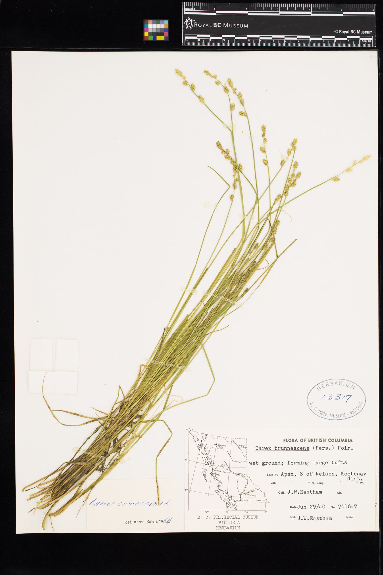 Image representing Carex canescens.