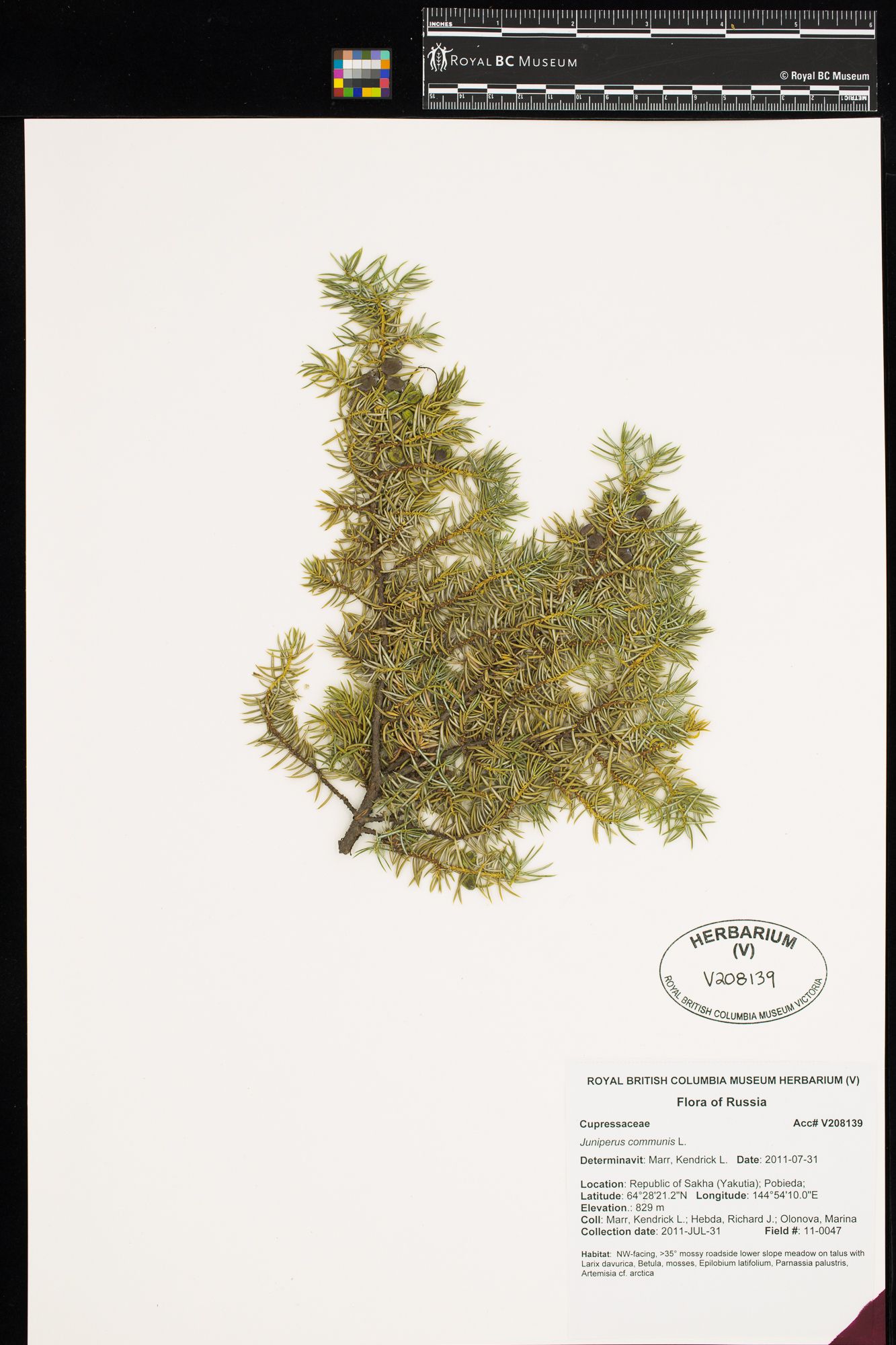 Image représentant Juniperus communis