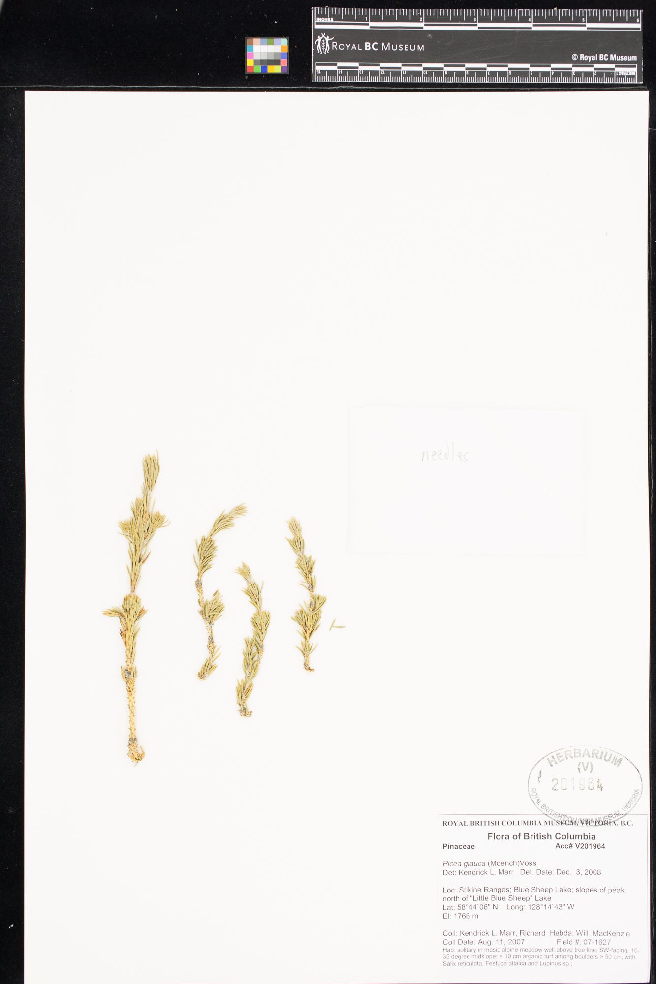 Image representing Picea glauca.