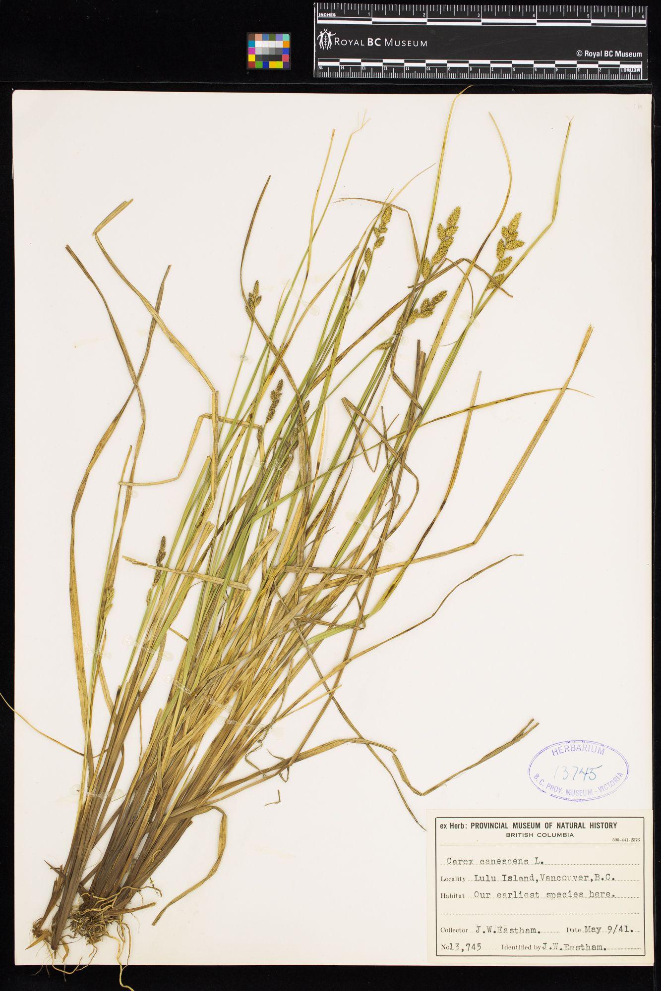 Image representing Carex canescens.