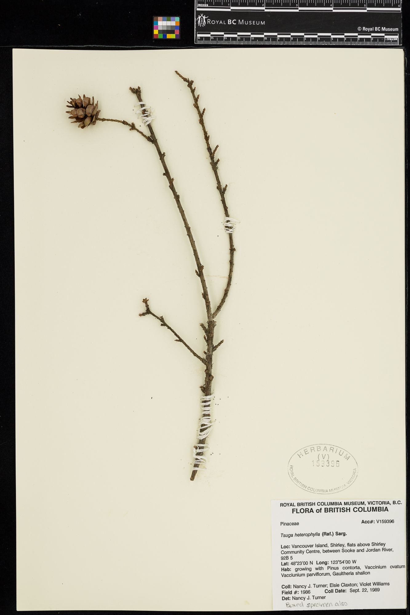 Image representing Tsuga heterophylla.