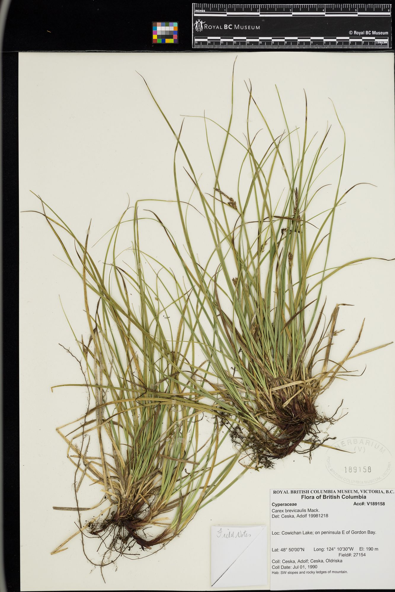 Image representing Carex brevicaulis.