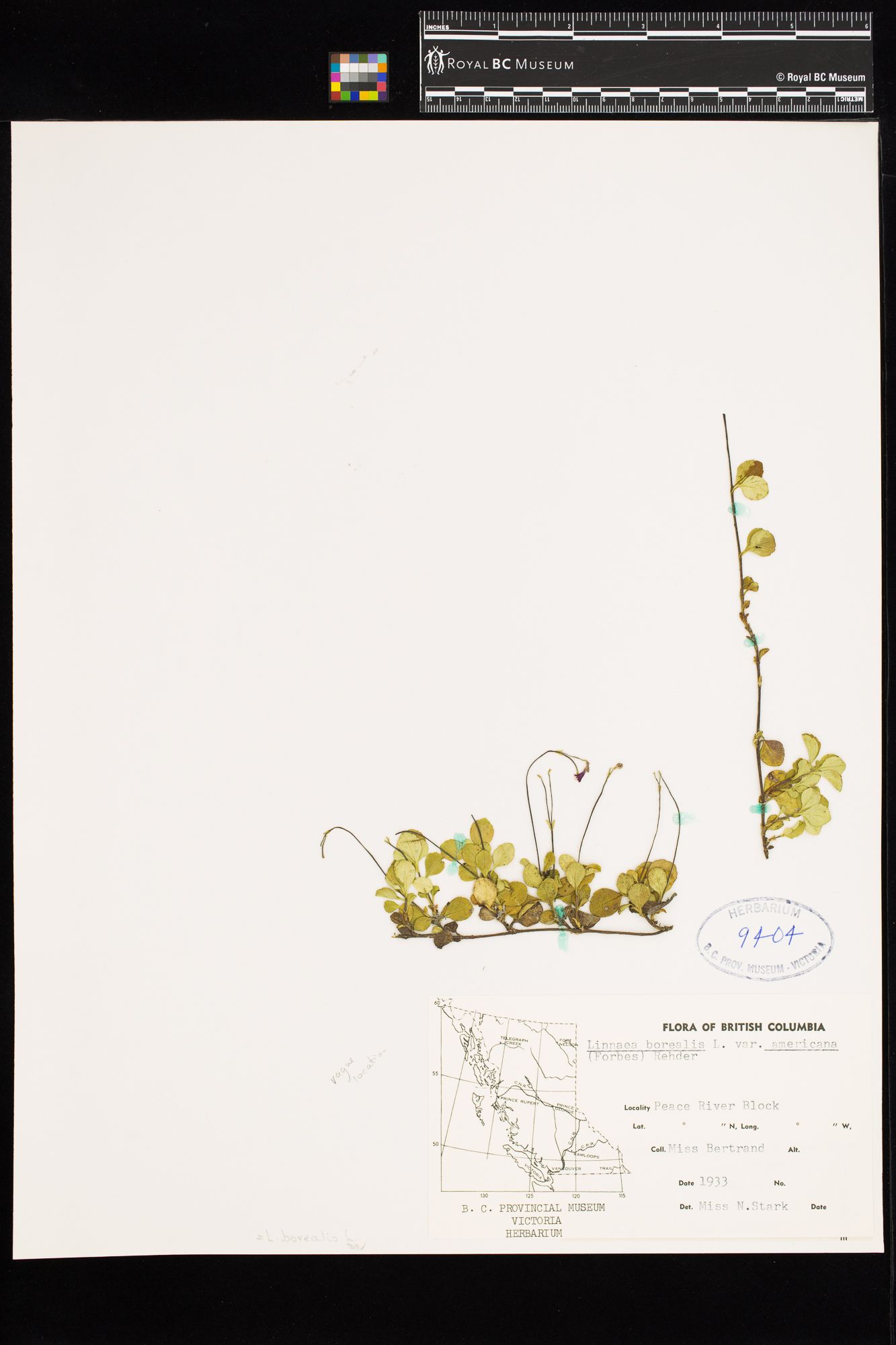 Image representing Linnaea borealis ssp. longiflora.