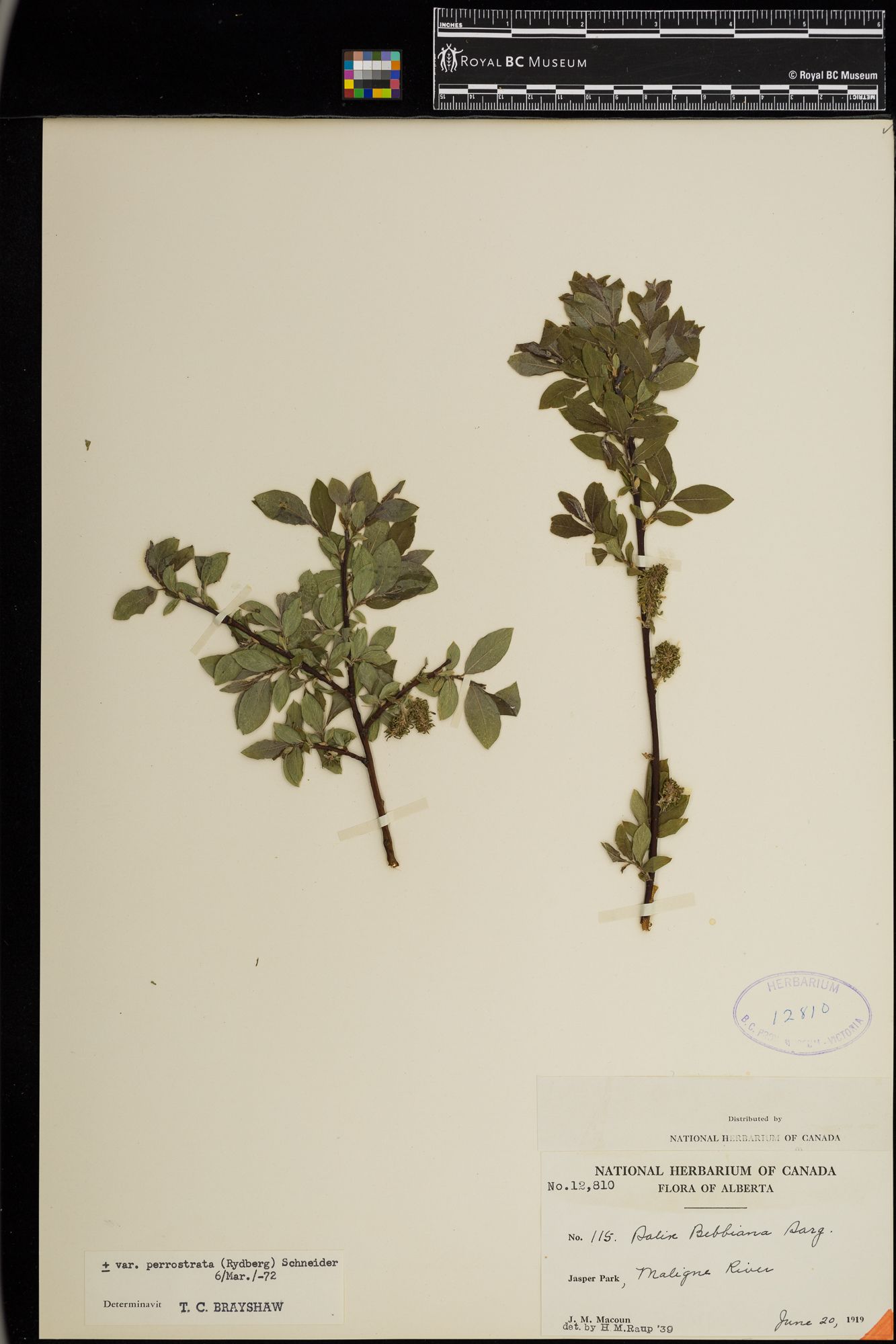 Image representing Salix bebbiana var. perrostrata.