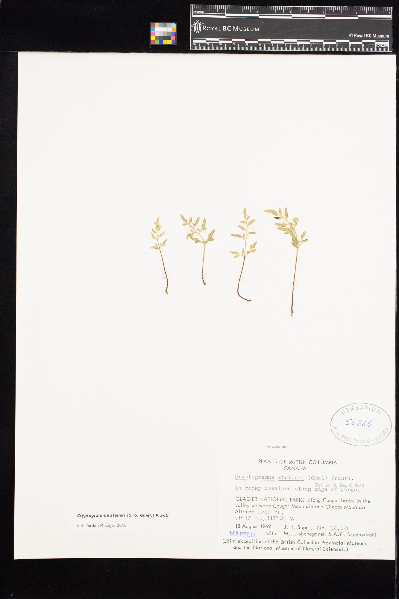 Image representing Cryptogramma stelleri.