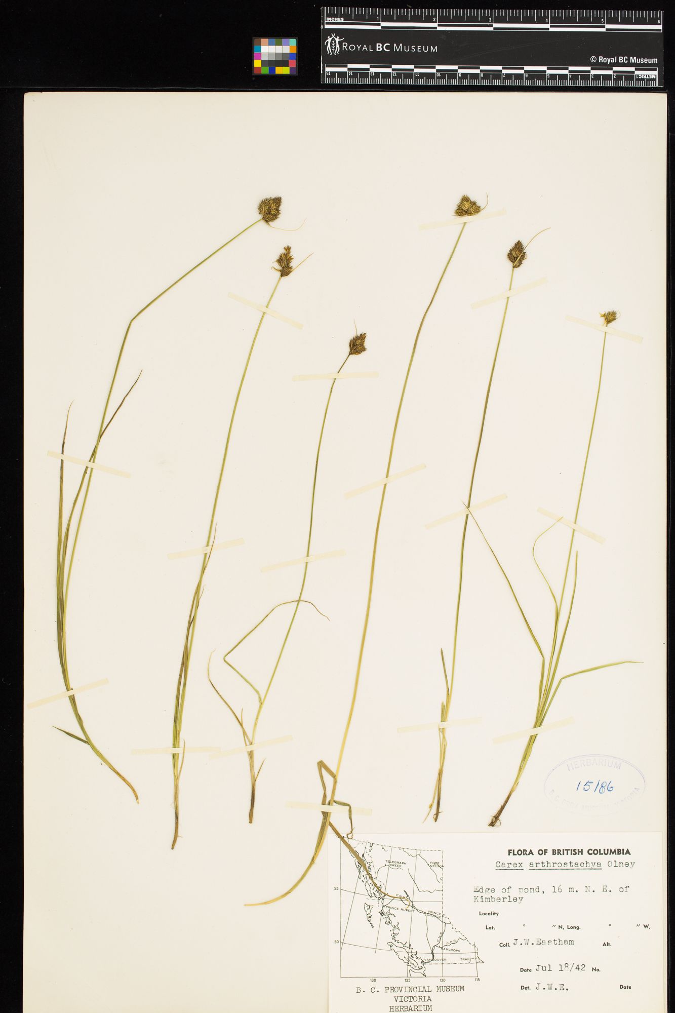 Image representing Carex athrostachya.