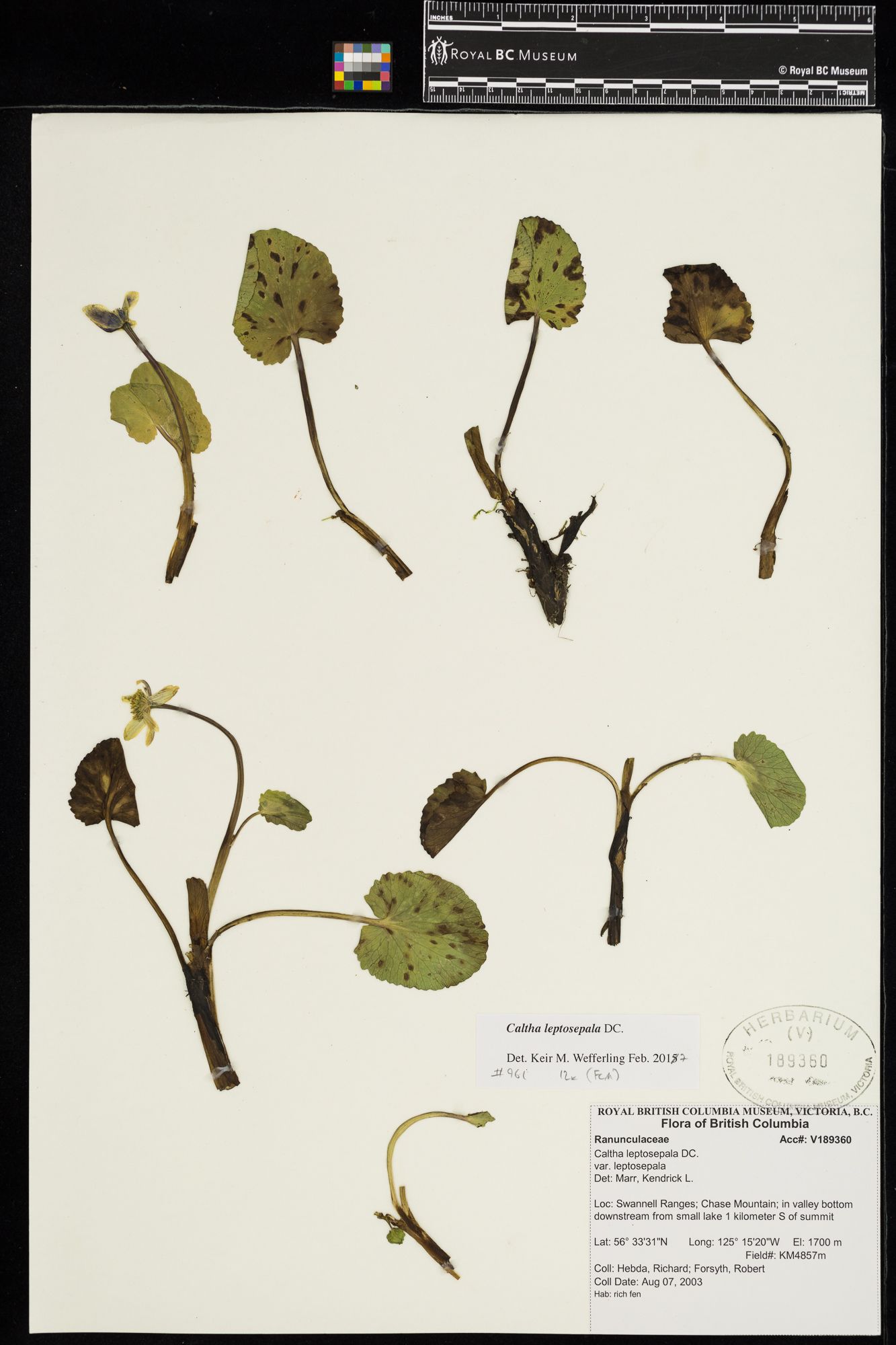 Image représentant Caltha leptosepala