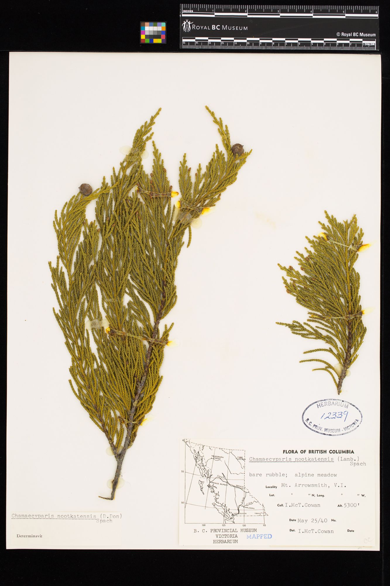 Image representing Chamaecyparis nootkatensis.