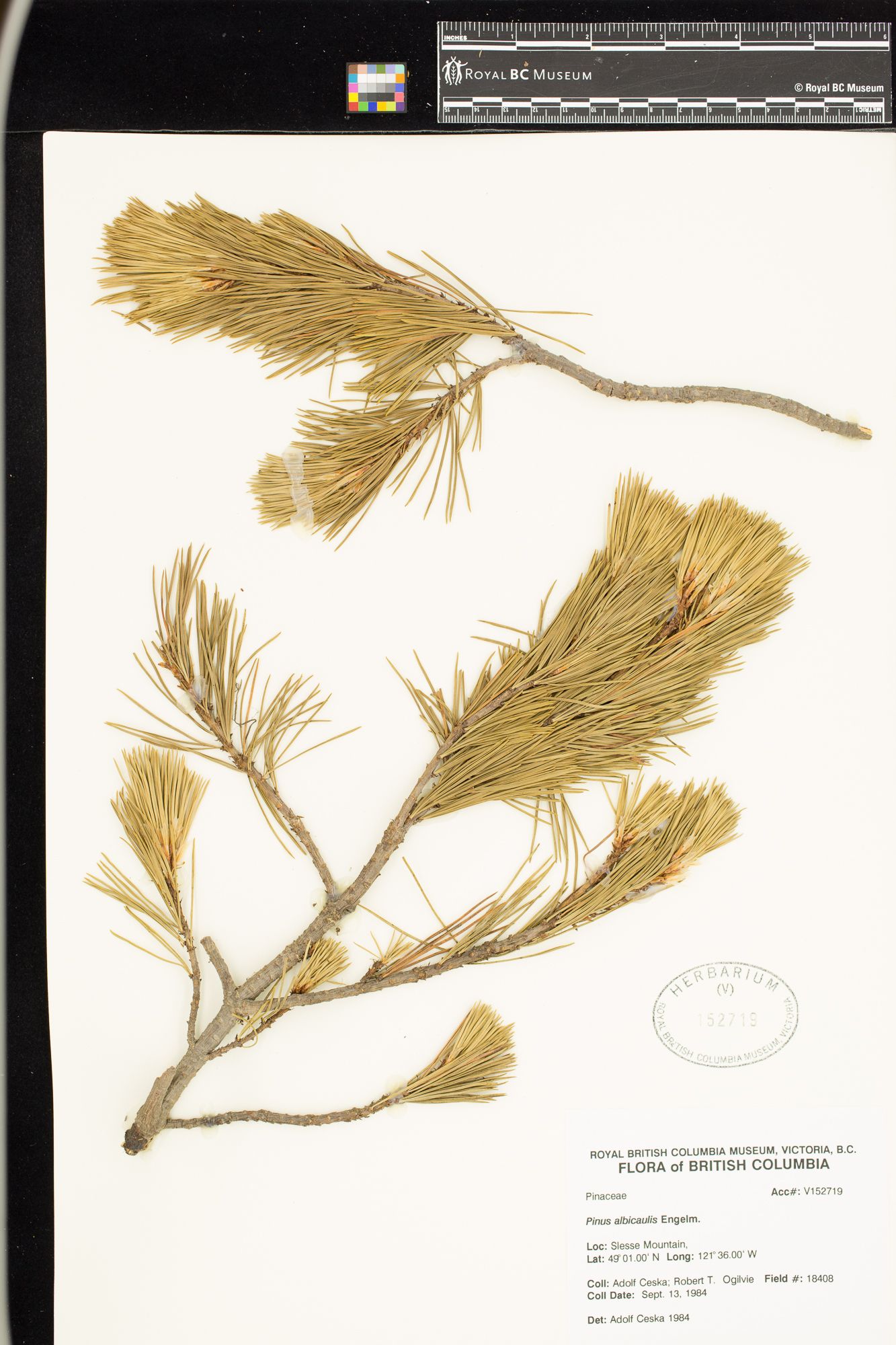 Image representing Pinus albicaulis.