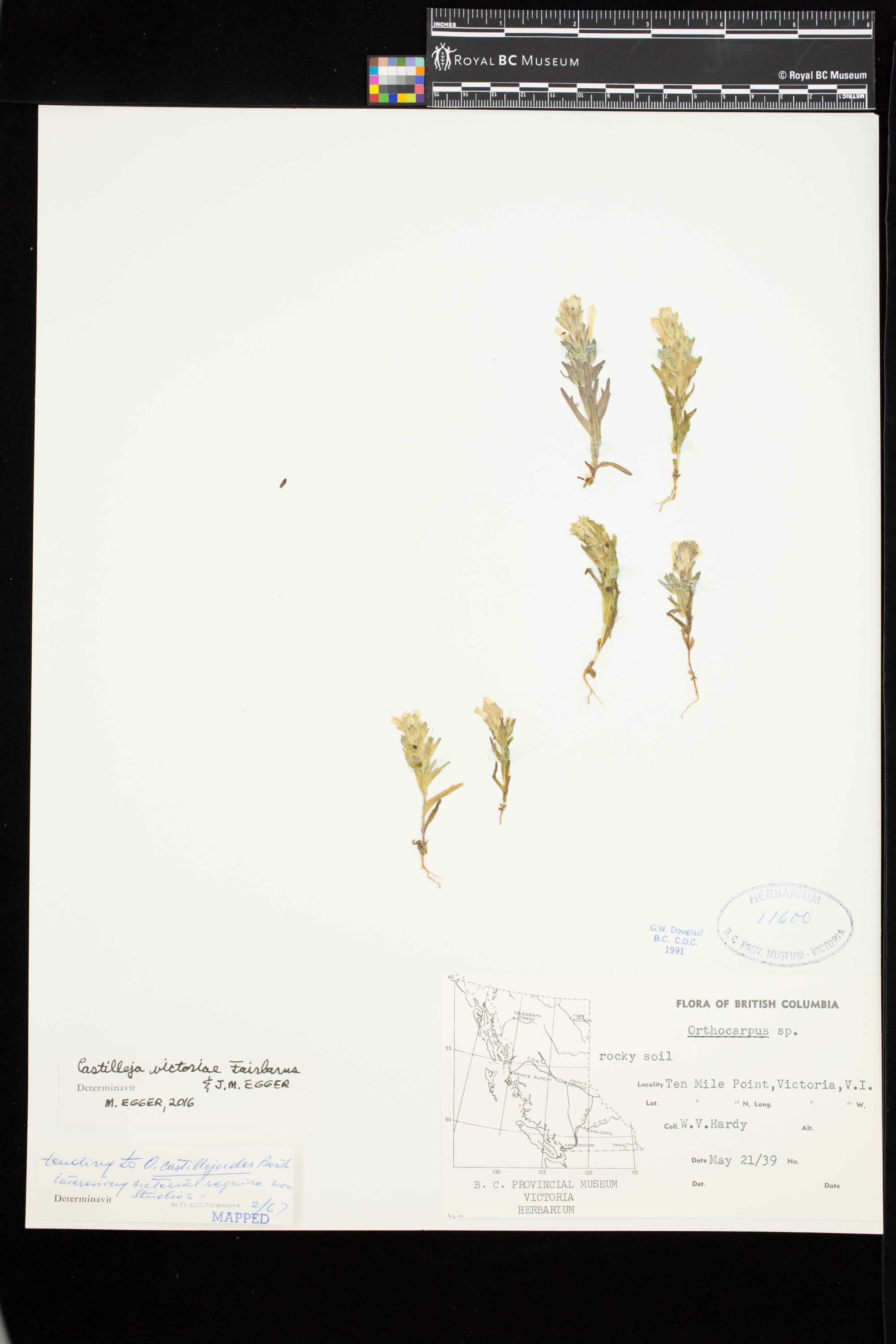 Image representing Castilleja victoriae.